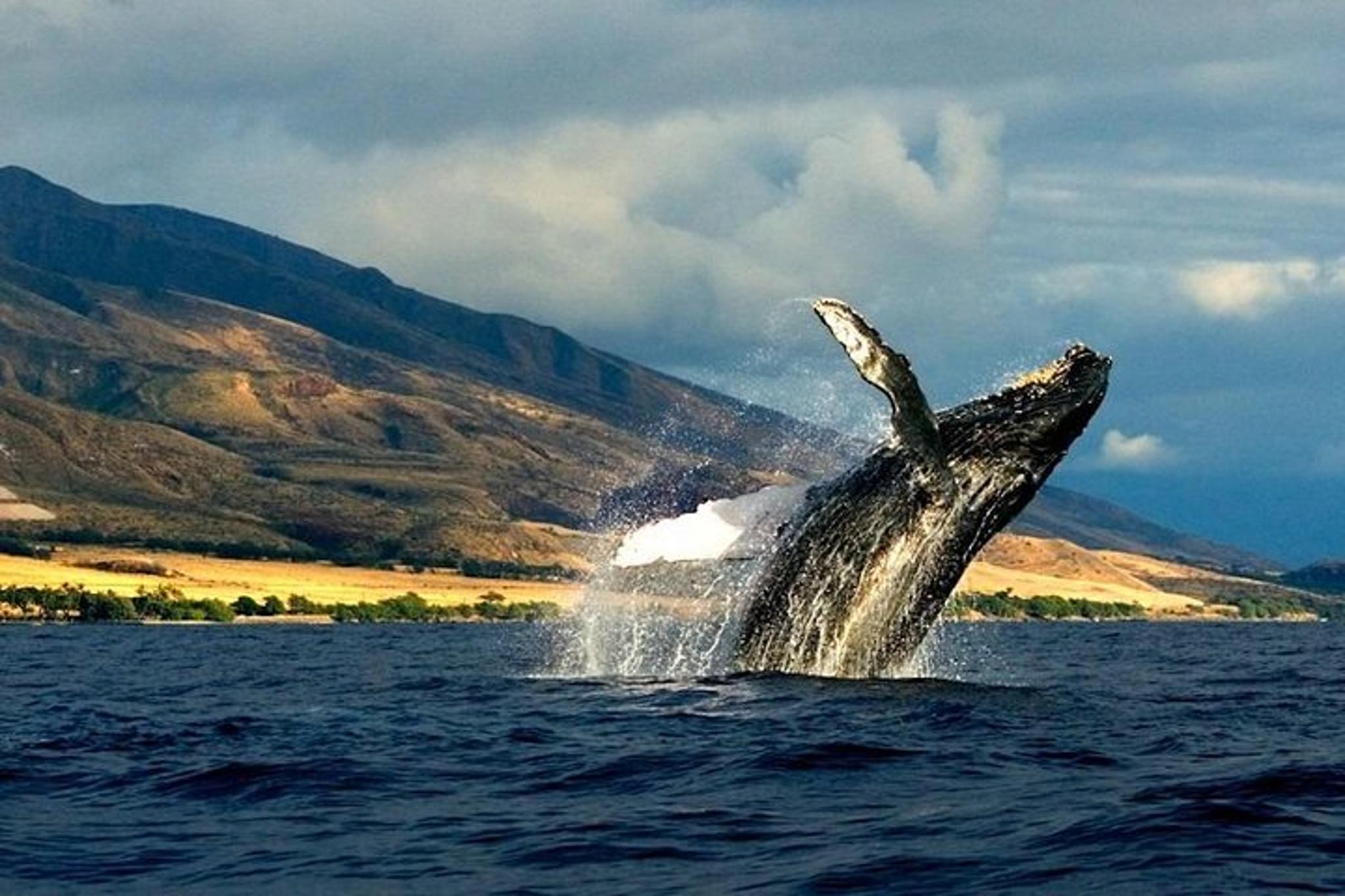 Kauai Whale and Dolphin Zodiac Boat Adventure - Image 2