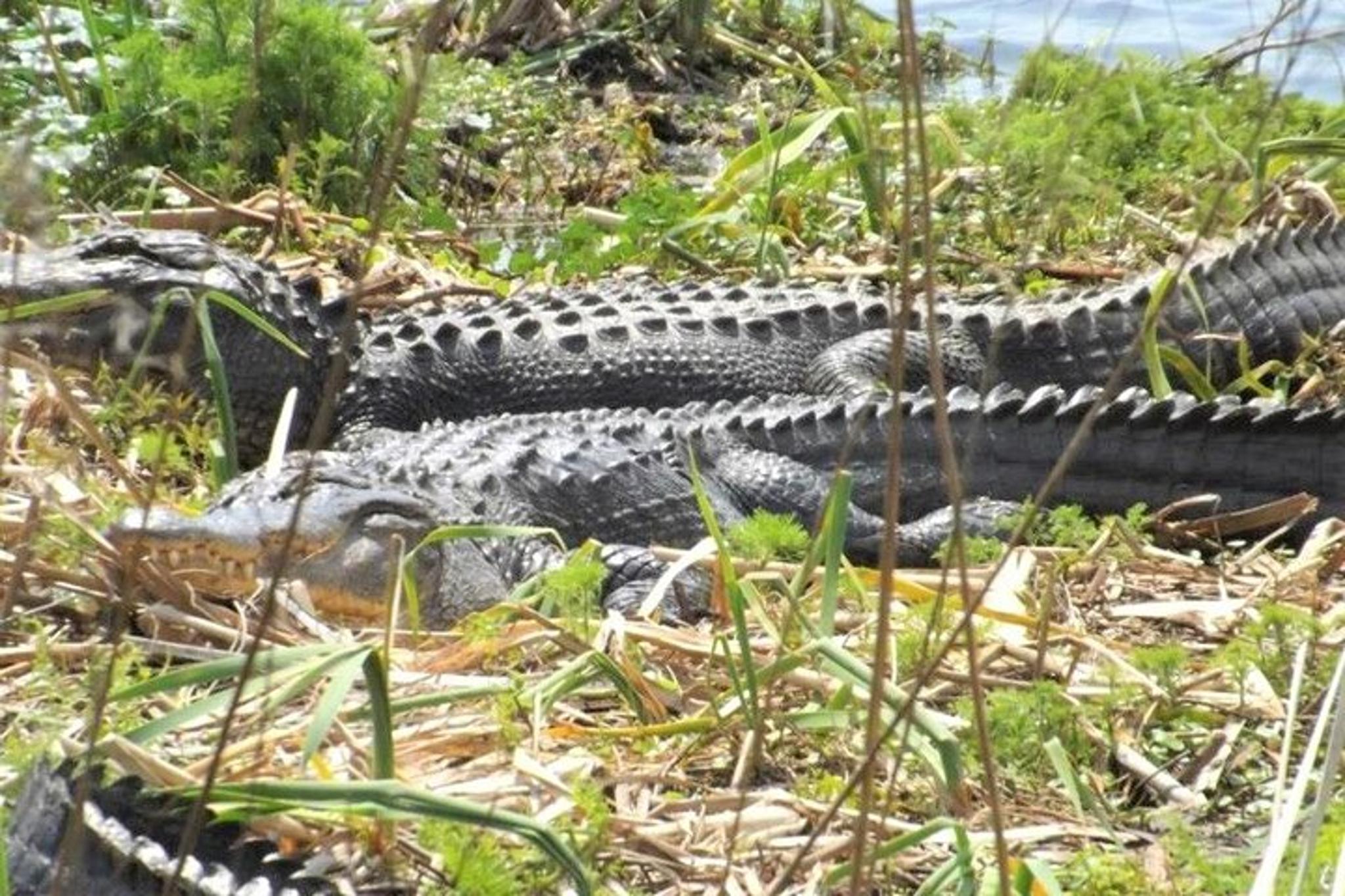 Myrtle Beach Segway Tour at Huntington Beach State Park - Image 1