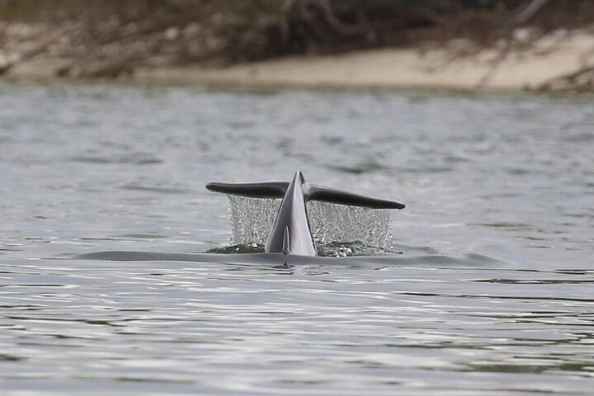 Edgewater Wildlife Paddle Tour 2 hr - Image 6