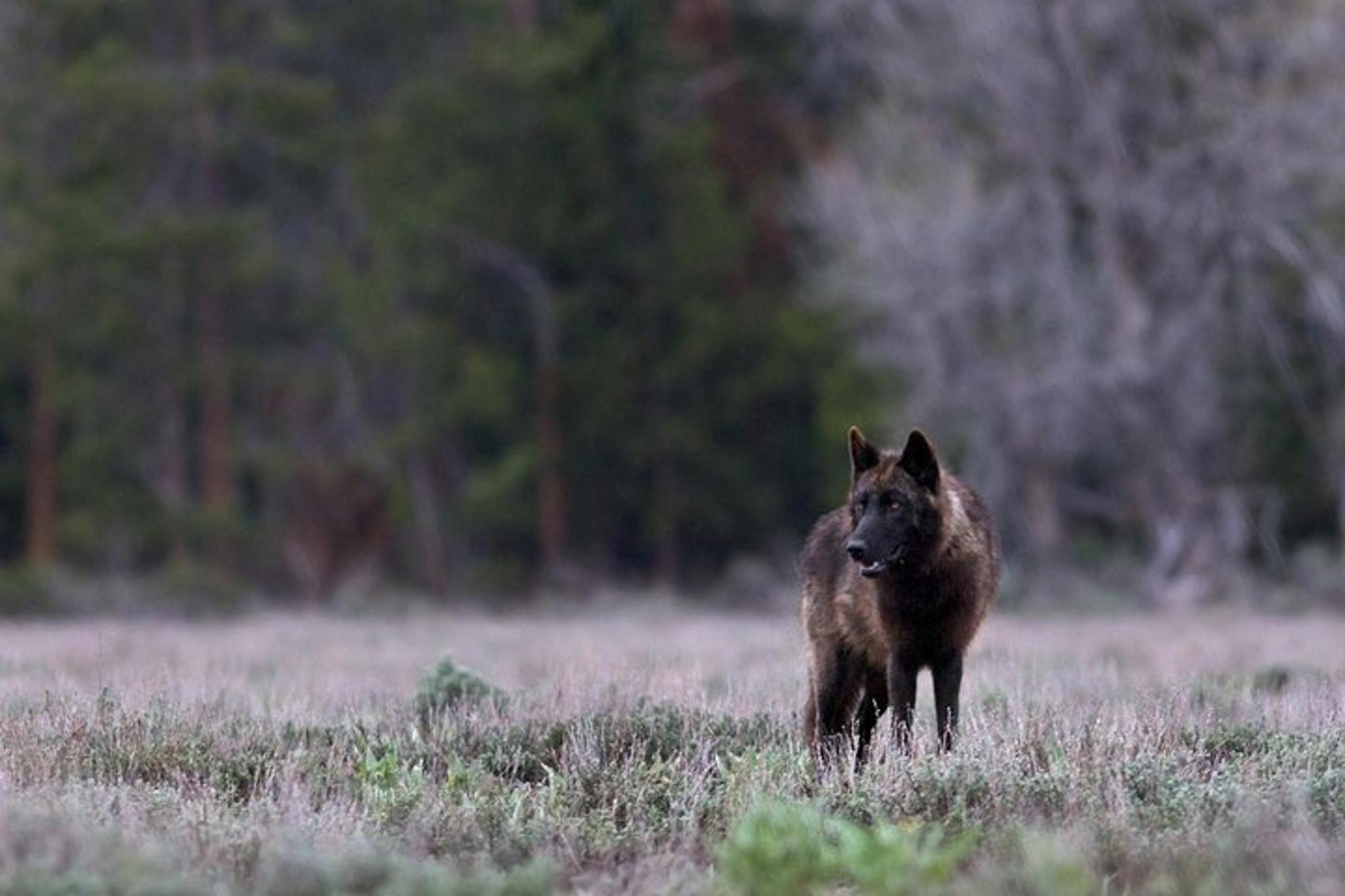 Yellowstone National Park Private Tour - Image 6