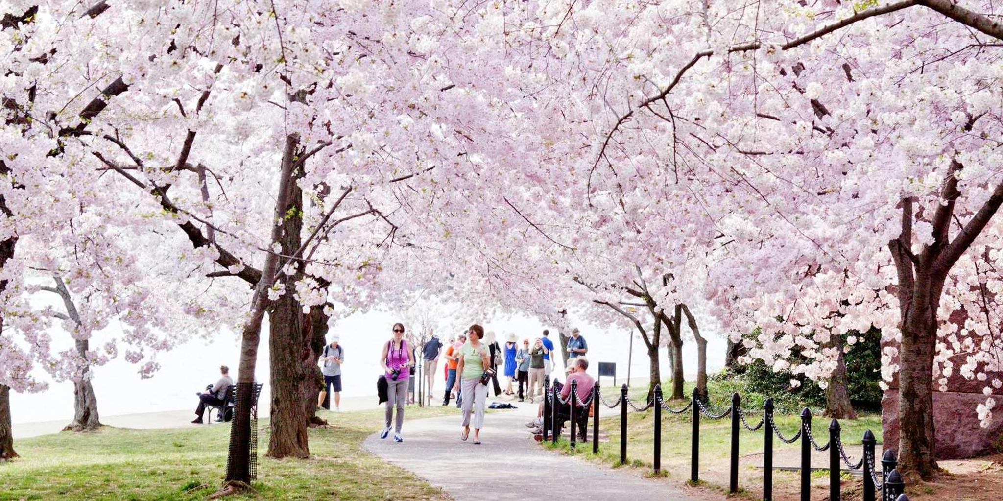 Washington DC Monuments Tour with Potomac Cruise