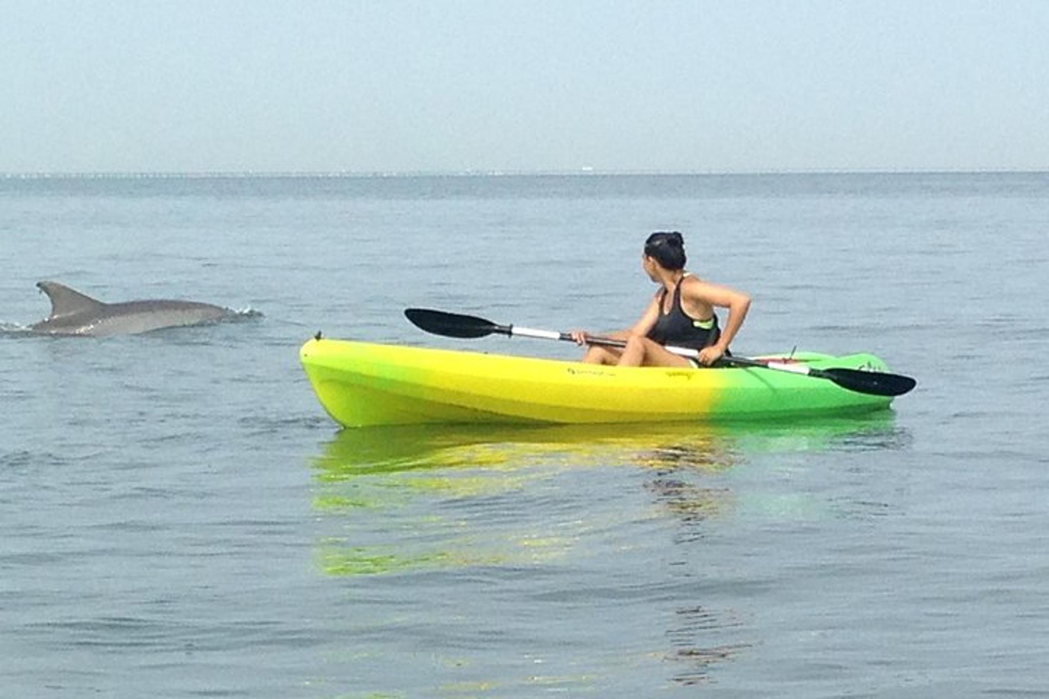 Virginia Beach Dolphin Kayak Eco-Tour 2 hr - Image 3