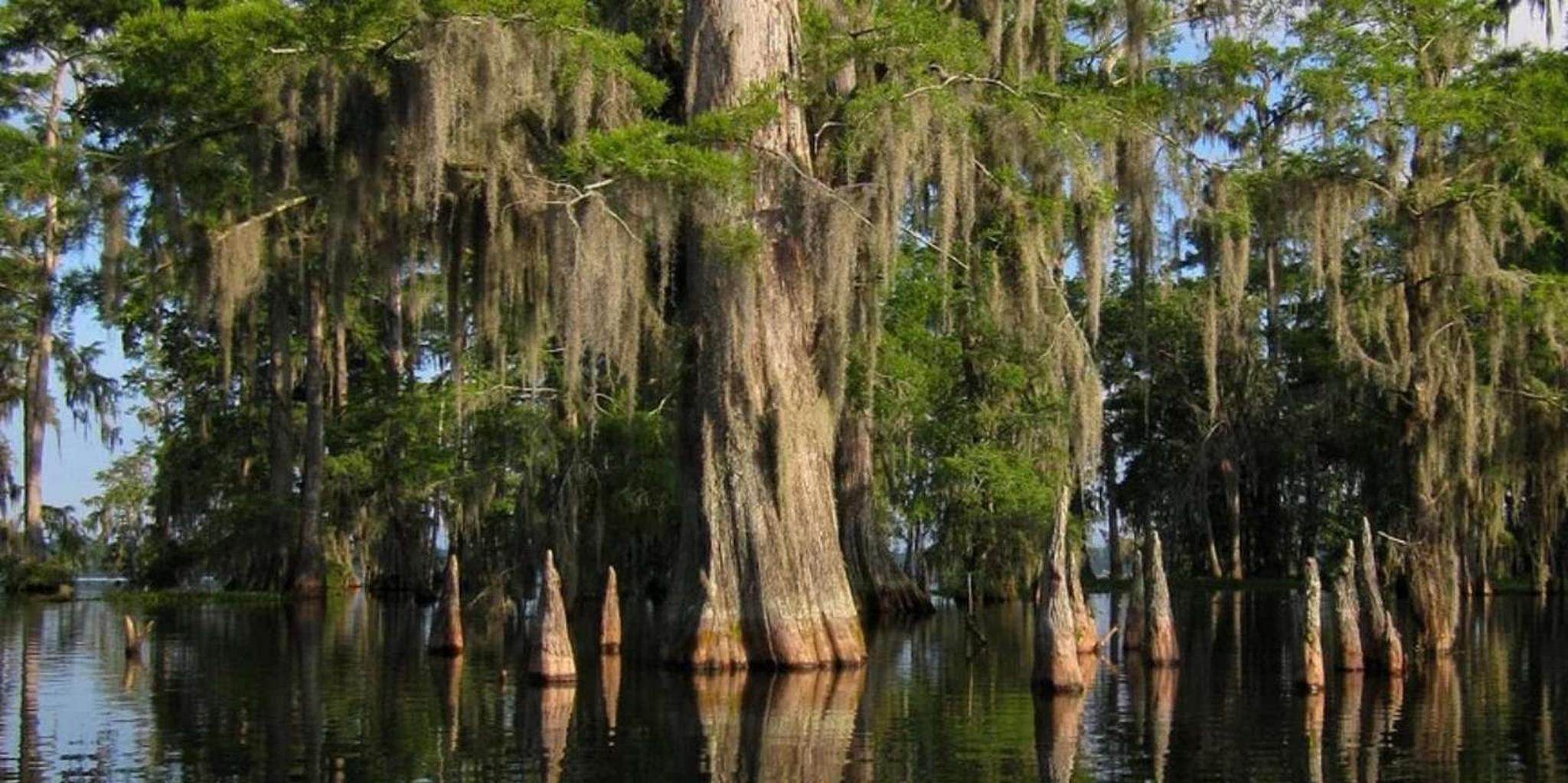 New Orleans Airboat Swamp Tour - Image 5