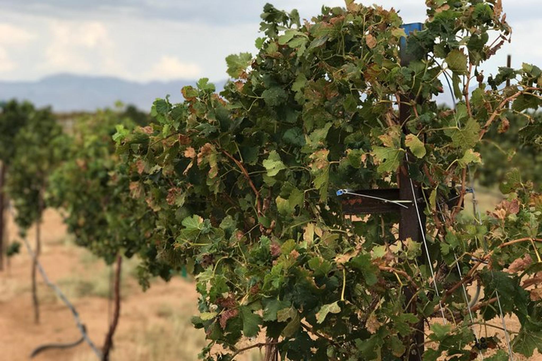 Kingman Wine and Distillery Tour on Route 66 - Image 4