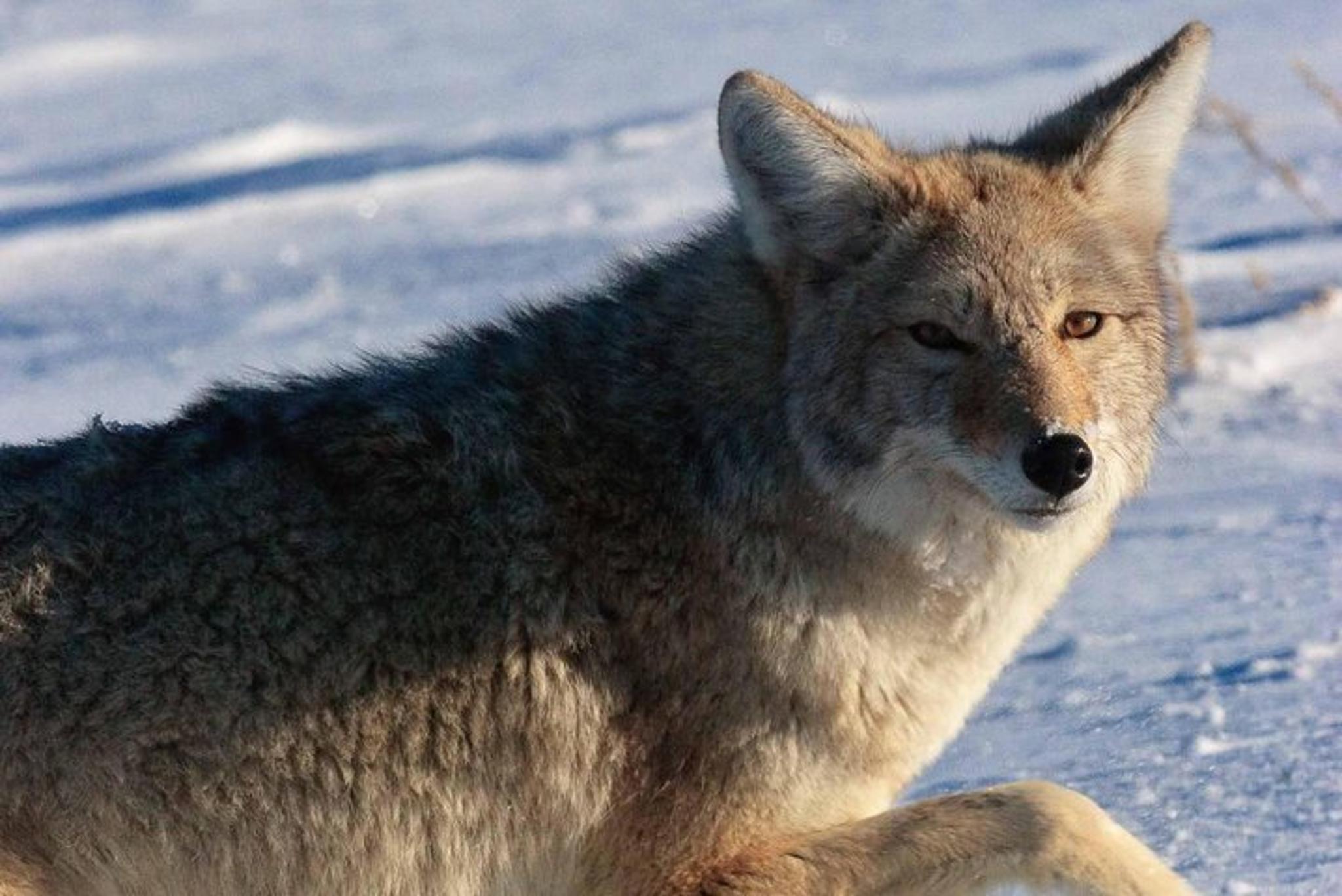 Jackson Hole Wildlife Safari Tour - Image 4