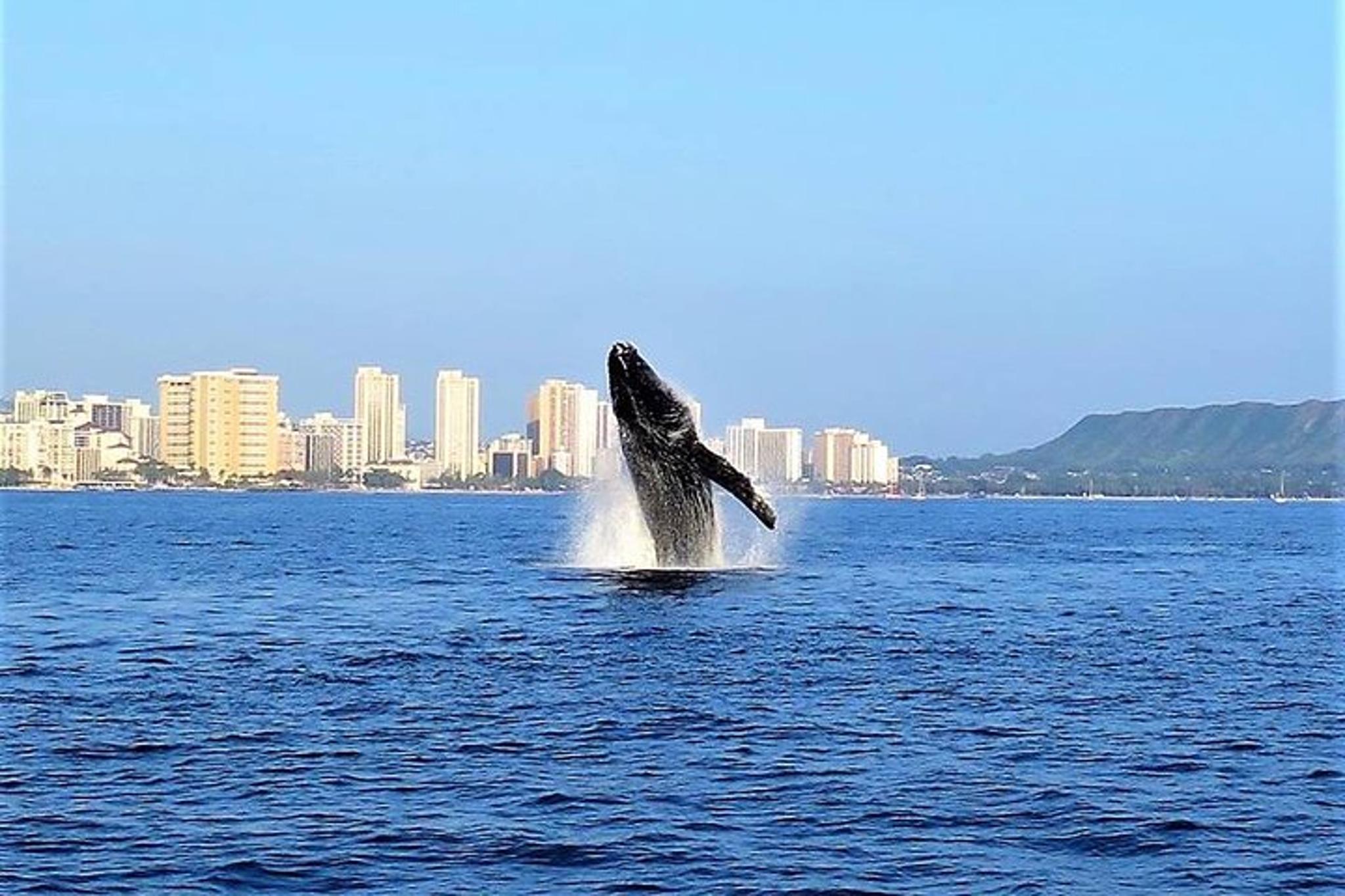 Waikiki Whale Watching Tour at Sunset - Image 2