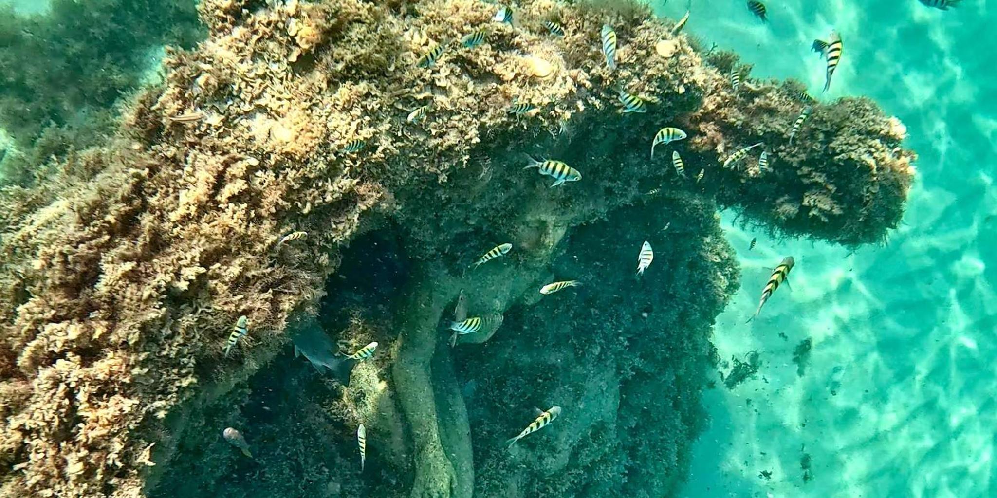 Fort Lauderdale Snorkel, Kayak & SUP Adventure - Image 4