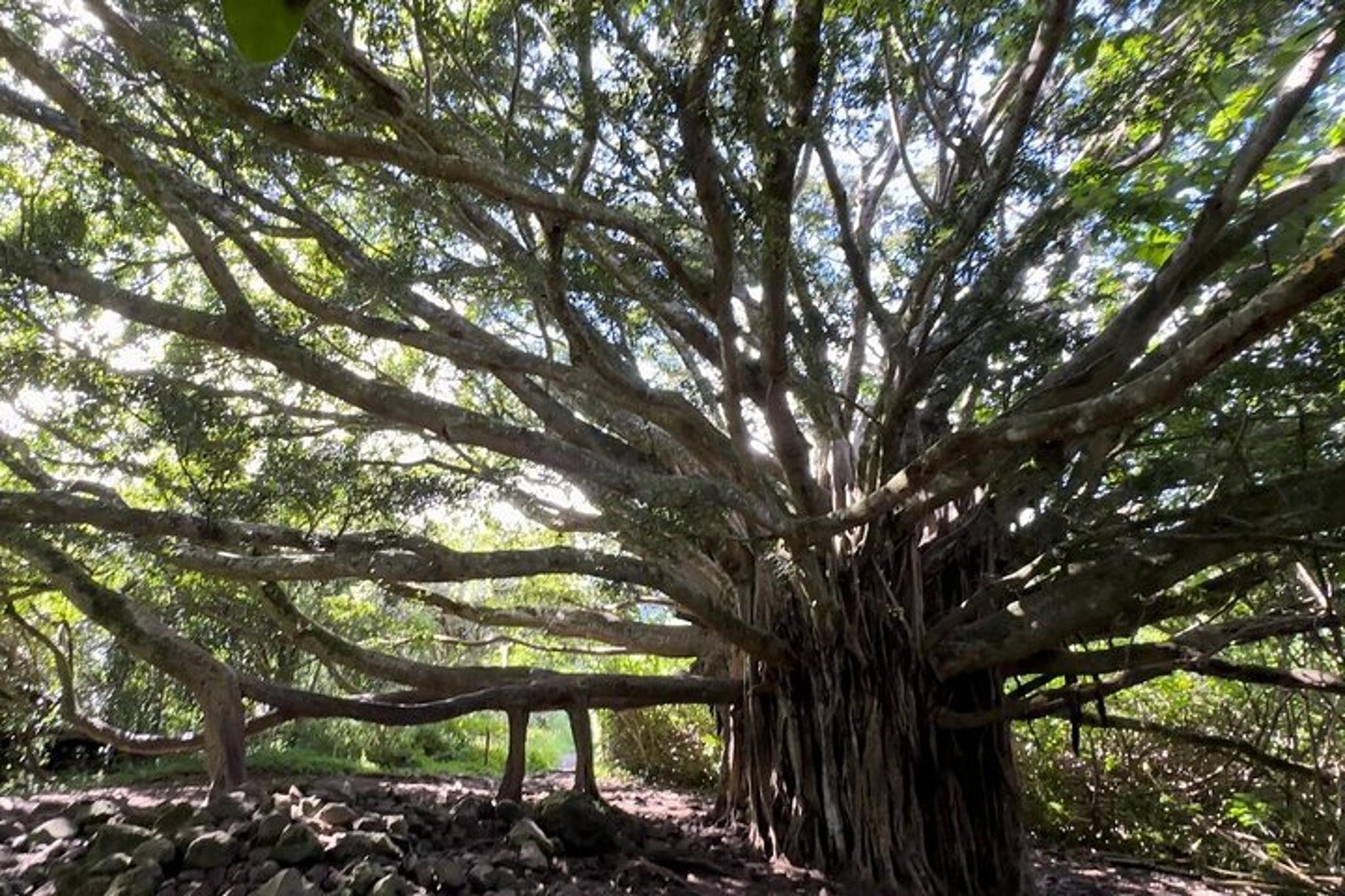 Maui Pipiwai Trail Open-Air Jeep Tour - Image 5