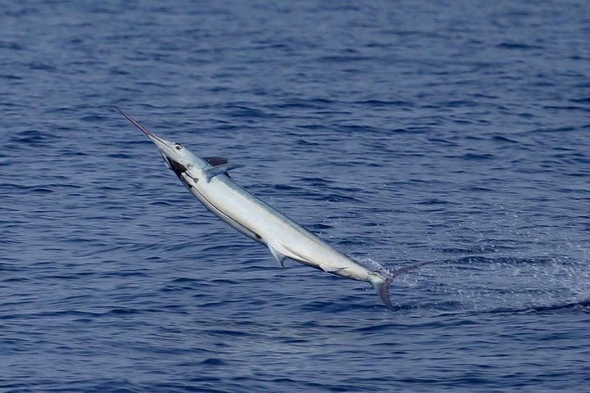 Kona Fishing Charter Full Day - Image 3
