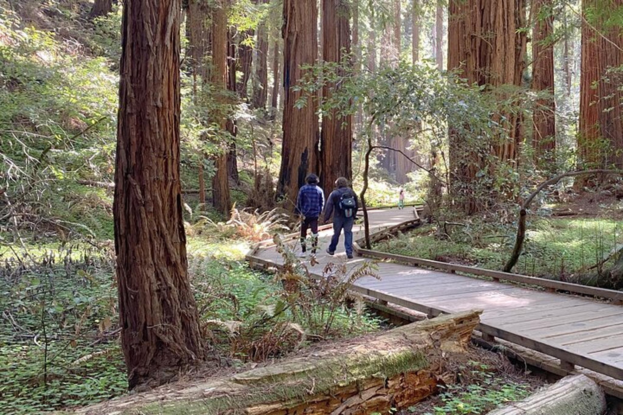 San Francisco Muir Woods Private Tesla Tour - Image 4