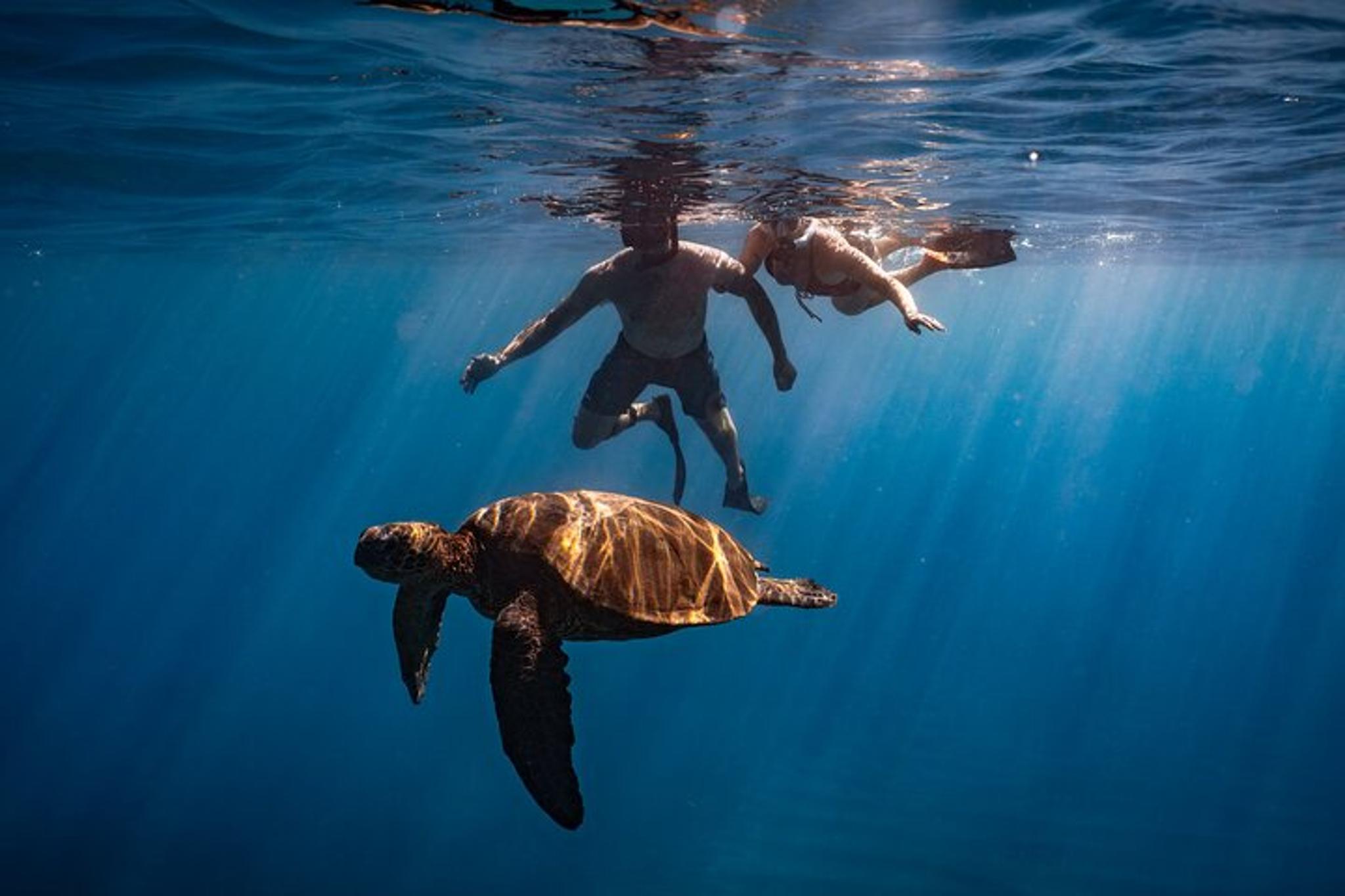 Maui Underwater Photoshoot