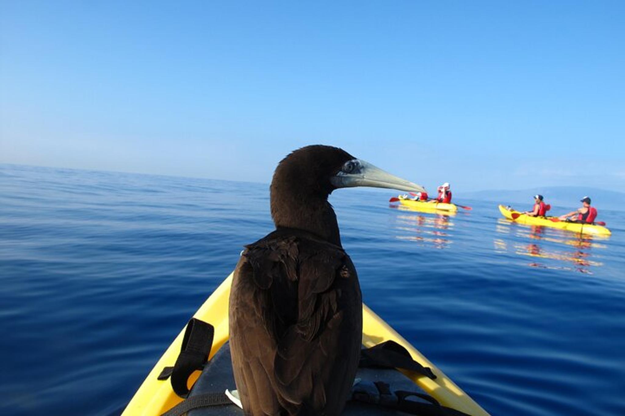 Maui Kayak Snorkel Experience - Image 5