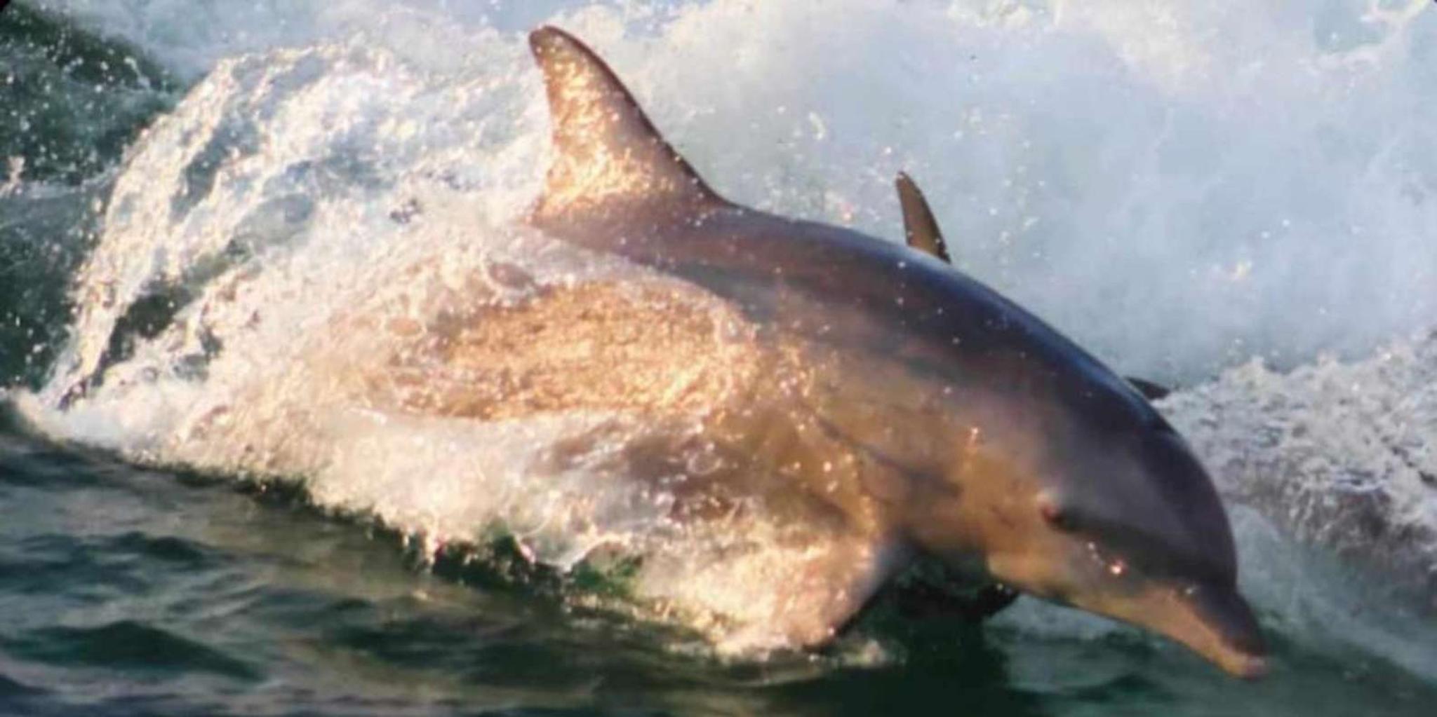 Panama City Dolphin Watching and Snorkeling Tour - Image 5