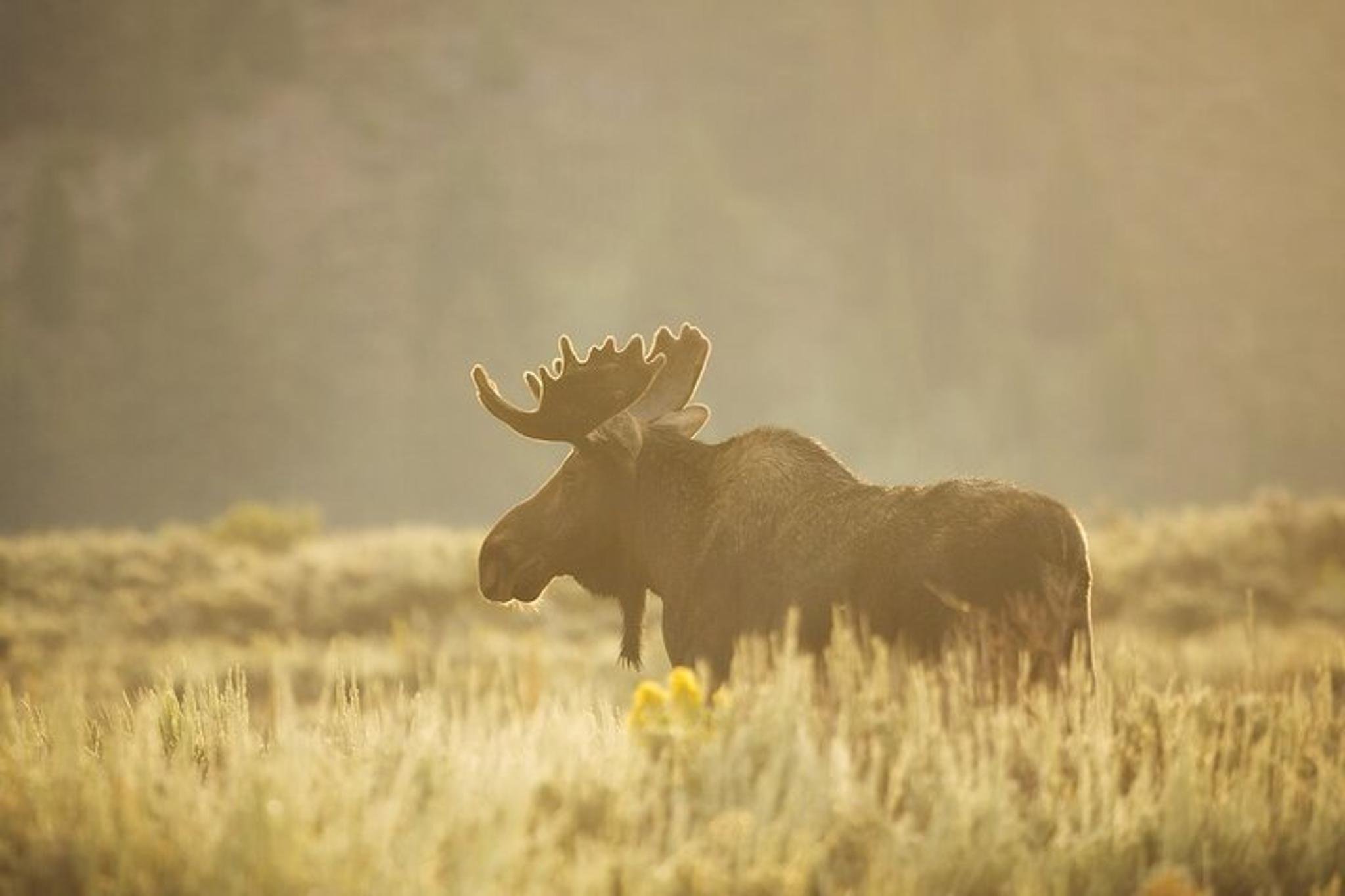 Grand Teton National Park Dinner Experience - Image 4