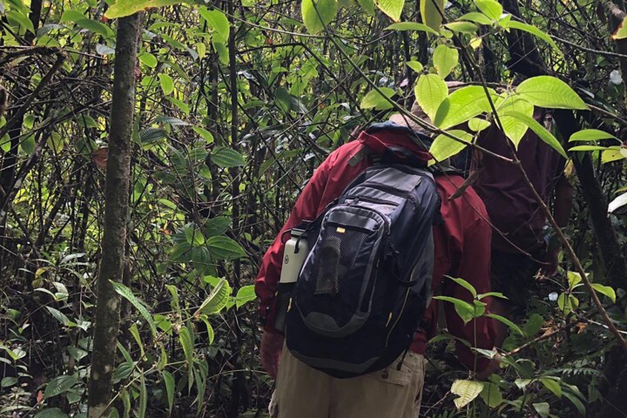 Maui Road to Hana and Waterfall Hike - Image 3