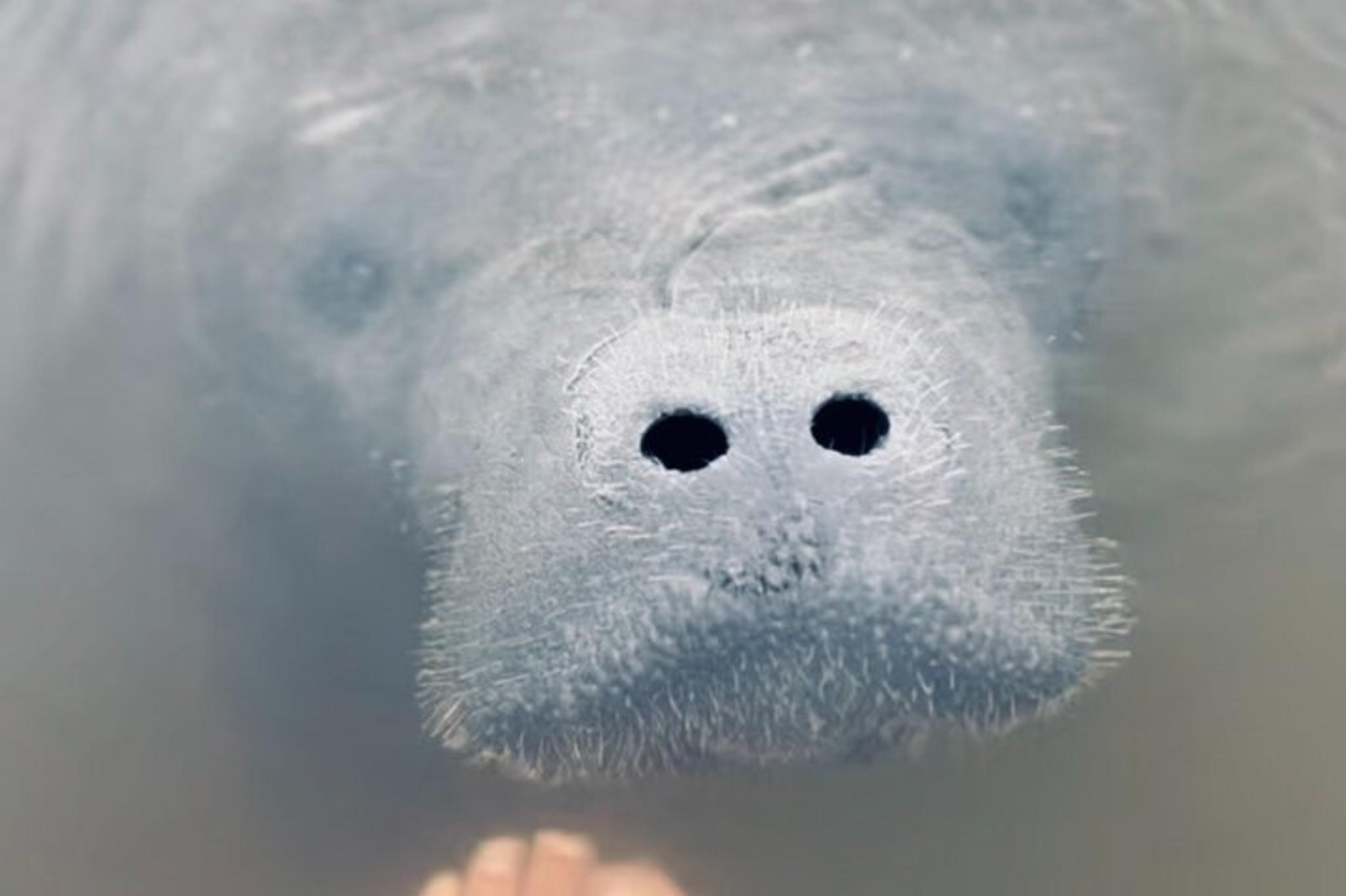 Daytona Beach Dolphin and Manatee Kayak Tour - Image 5