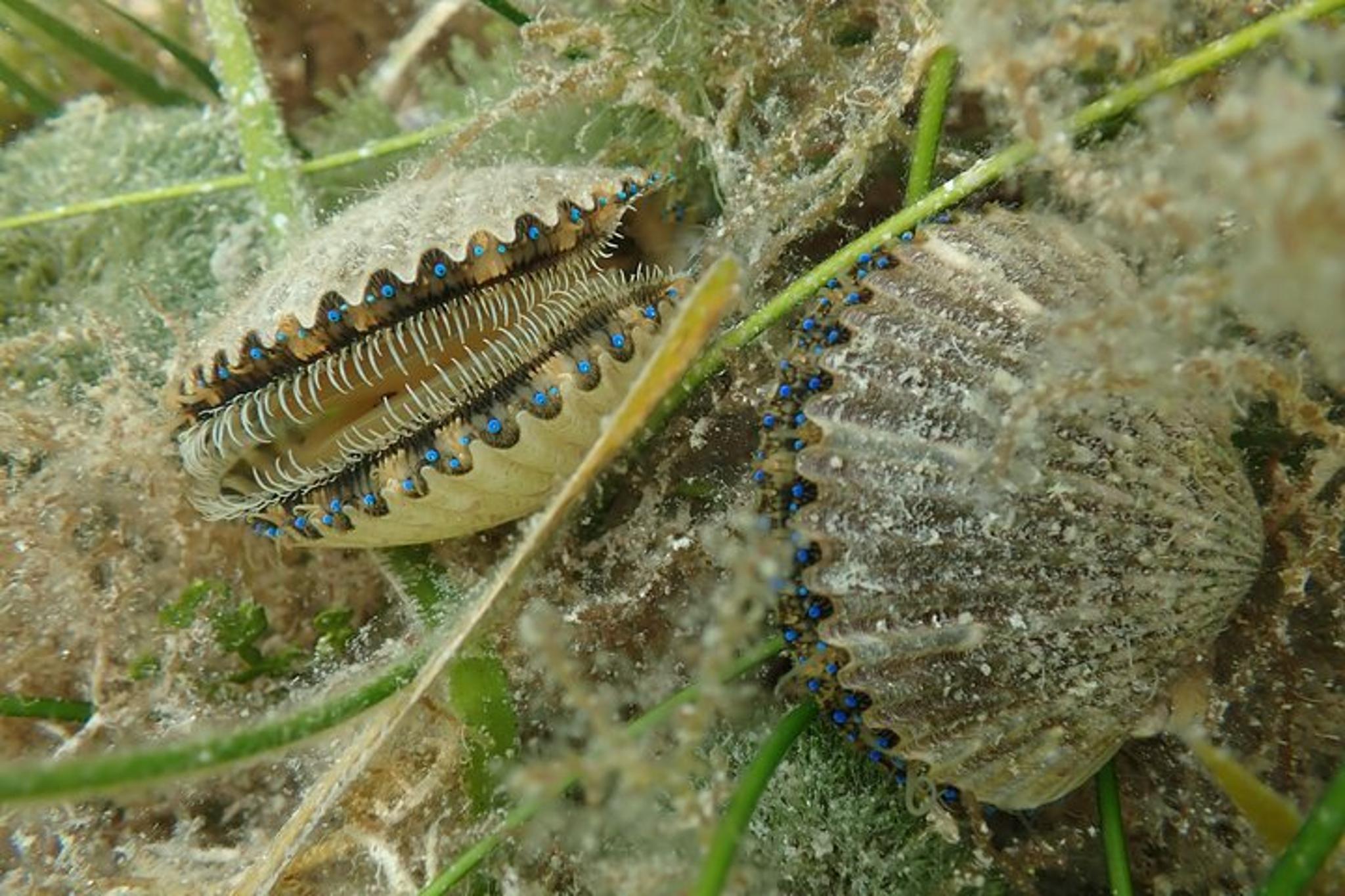 Mangrove Point Scalloping Tour 7 hr - Image 5