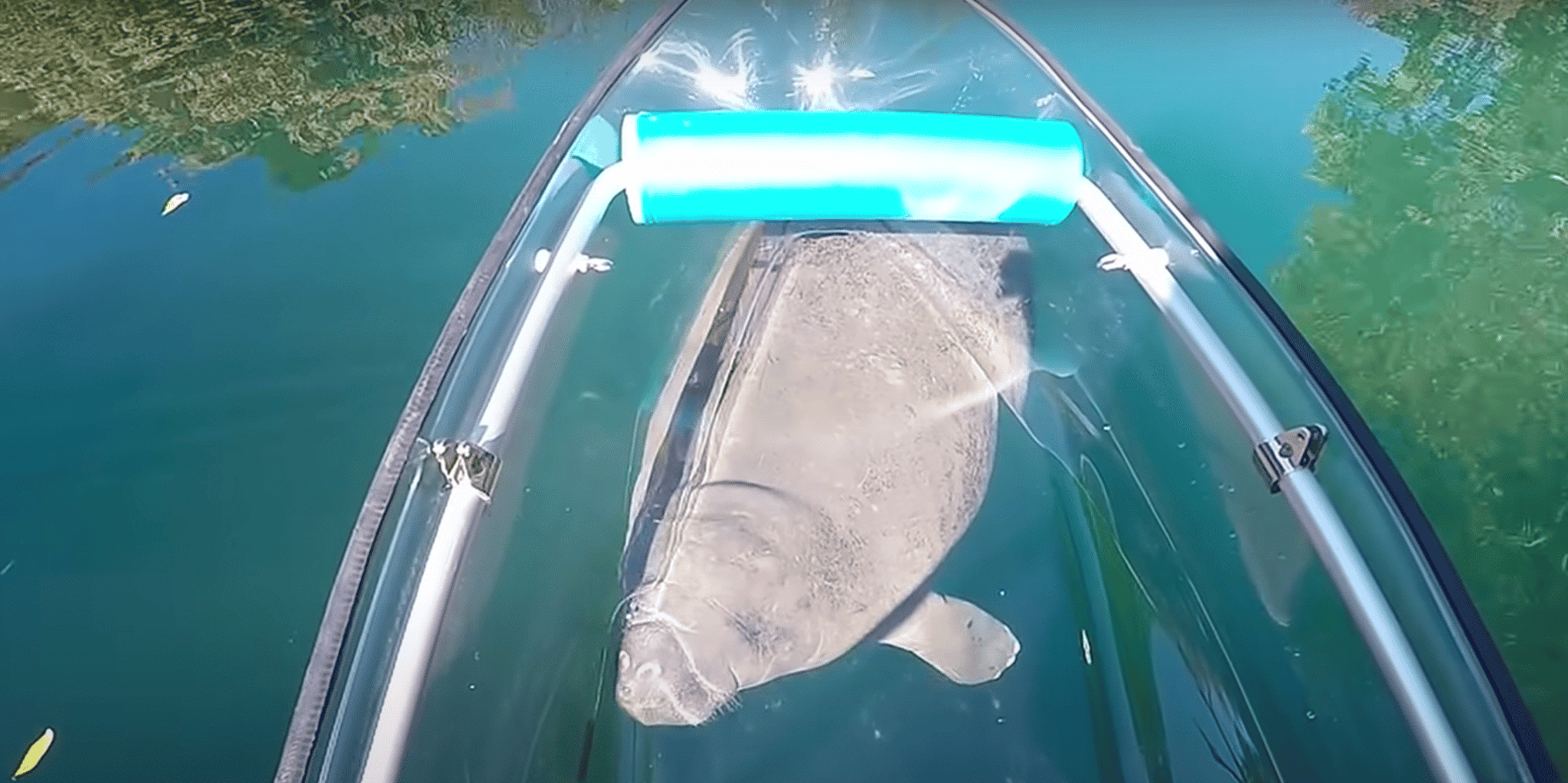 Crystal River Clear Kayak and Manatee Tour - Image 3