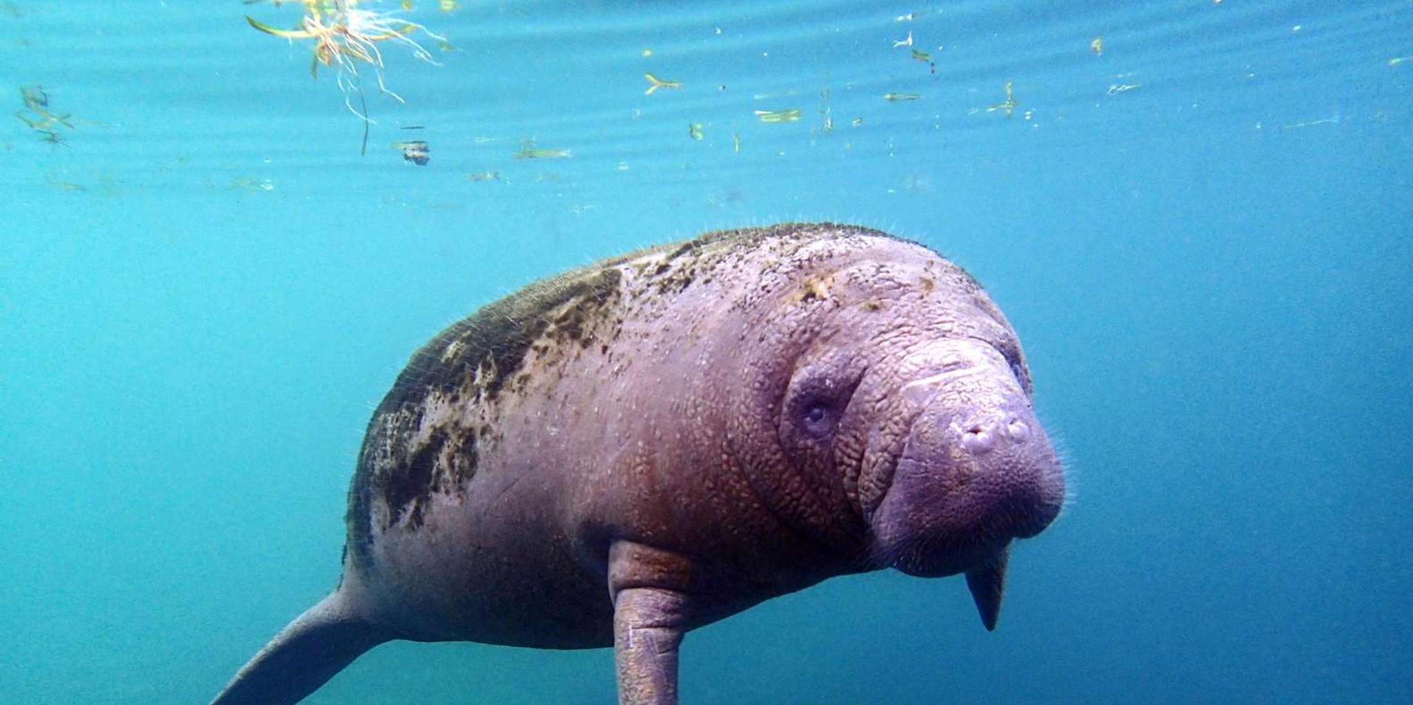 Crystal River Snorkel with Manatees and Airboat Adventure