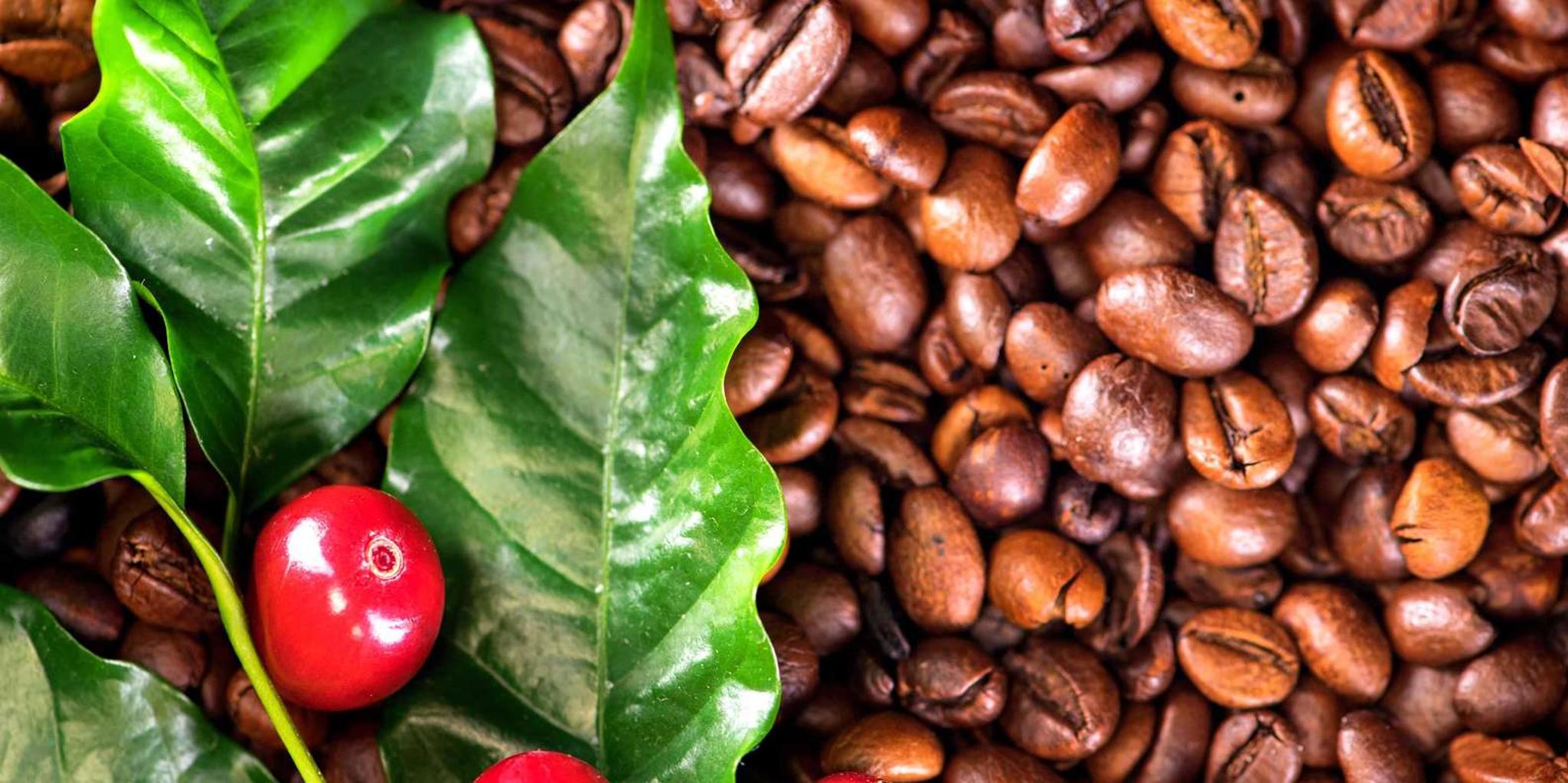 Kona Coffee and Sea Turtles Tour - Image 3