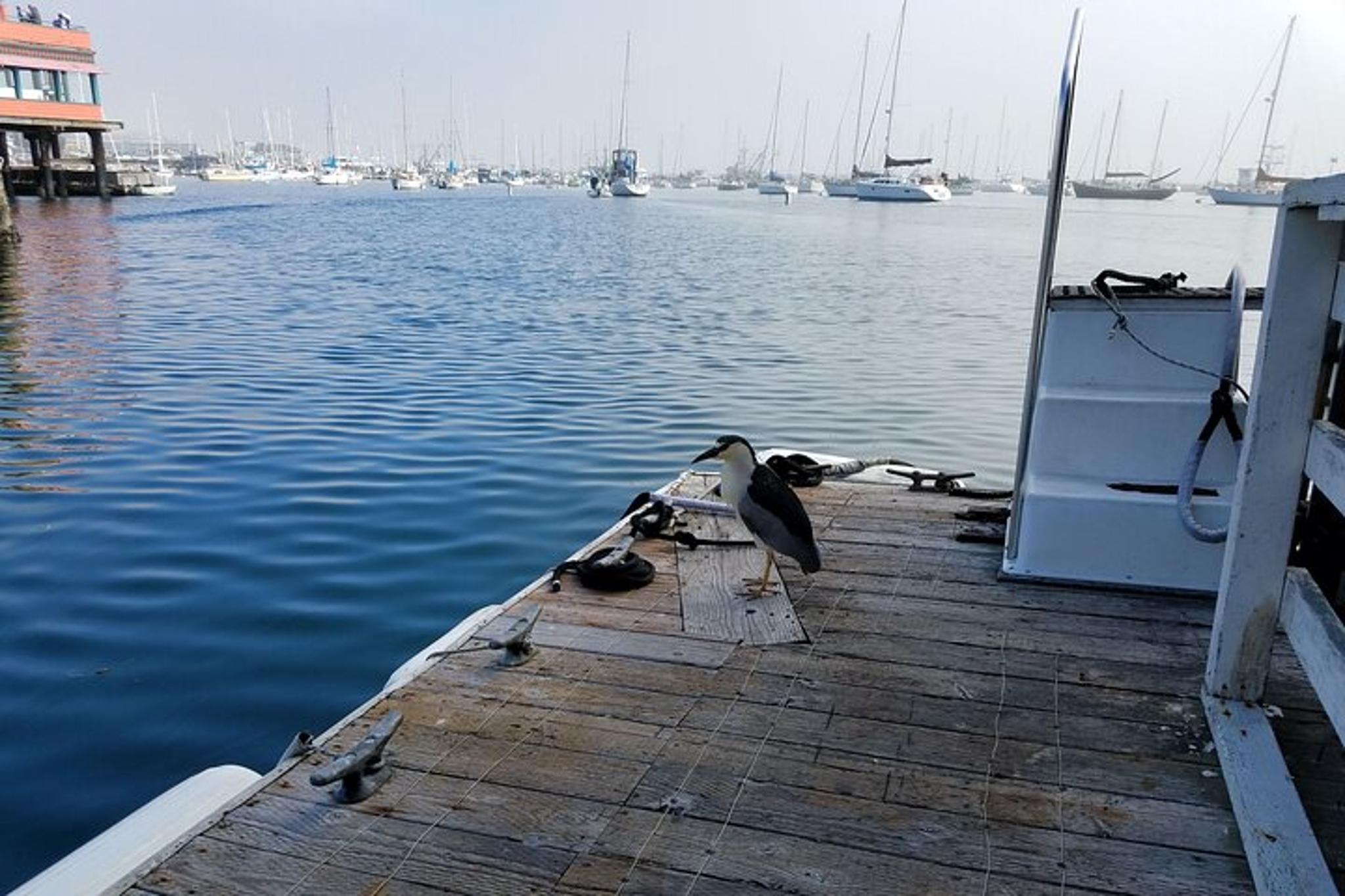 Monterey Bay Bird Watching Tour - Image 5
