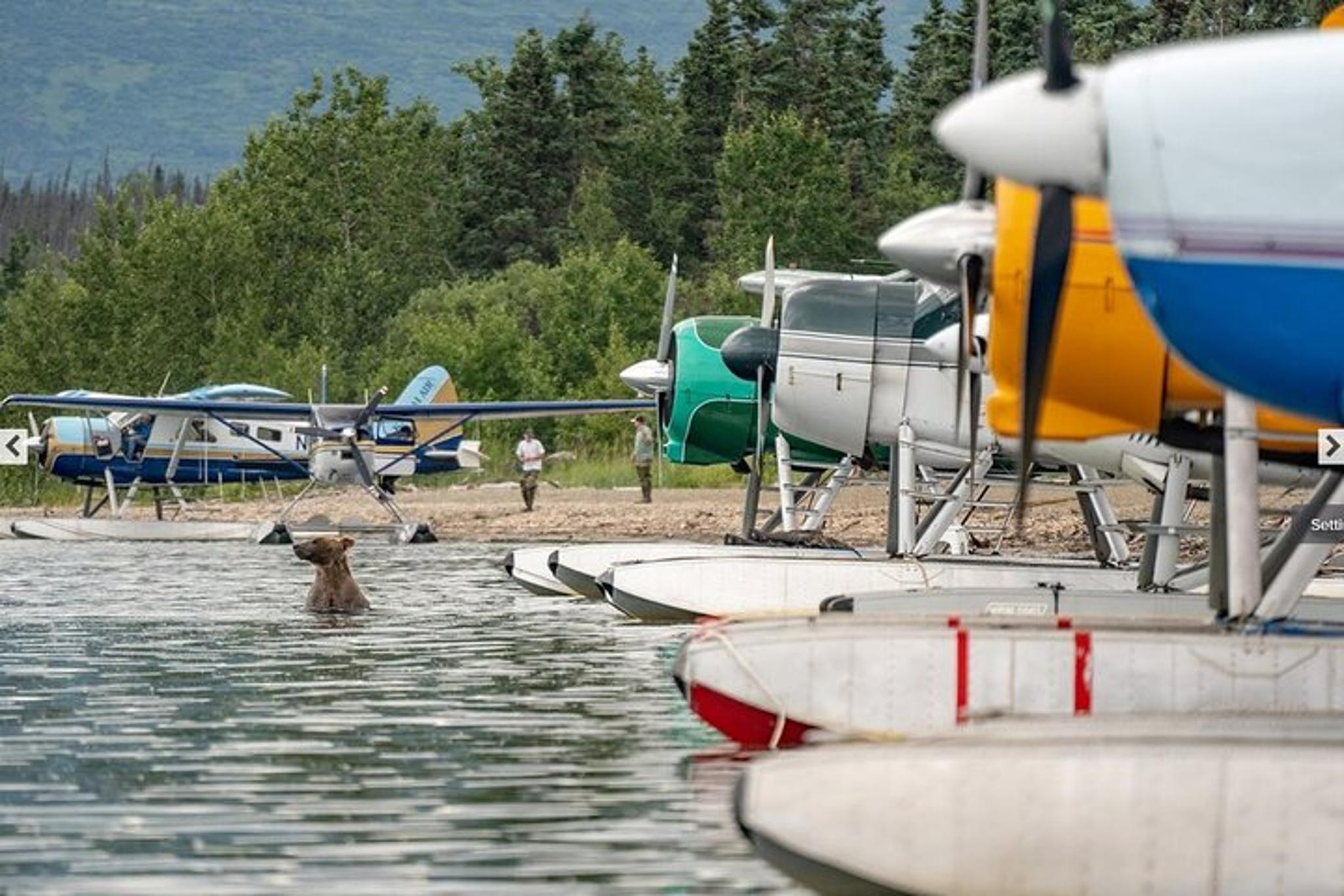 Katmai National Park Bear Viewing at Brooks Falls - Image 3