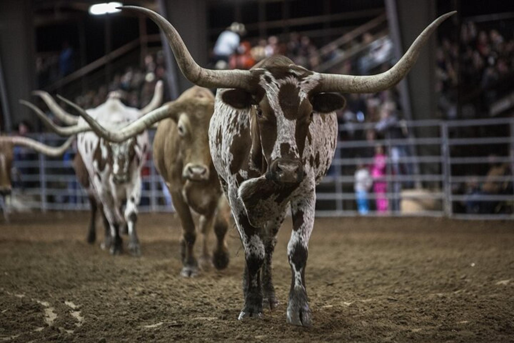 Bulverde Rodeo Admission - Image 3