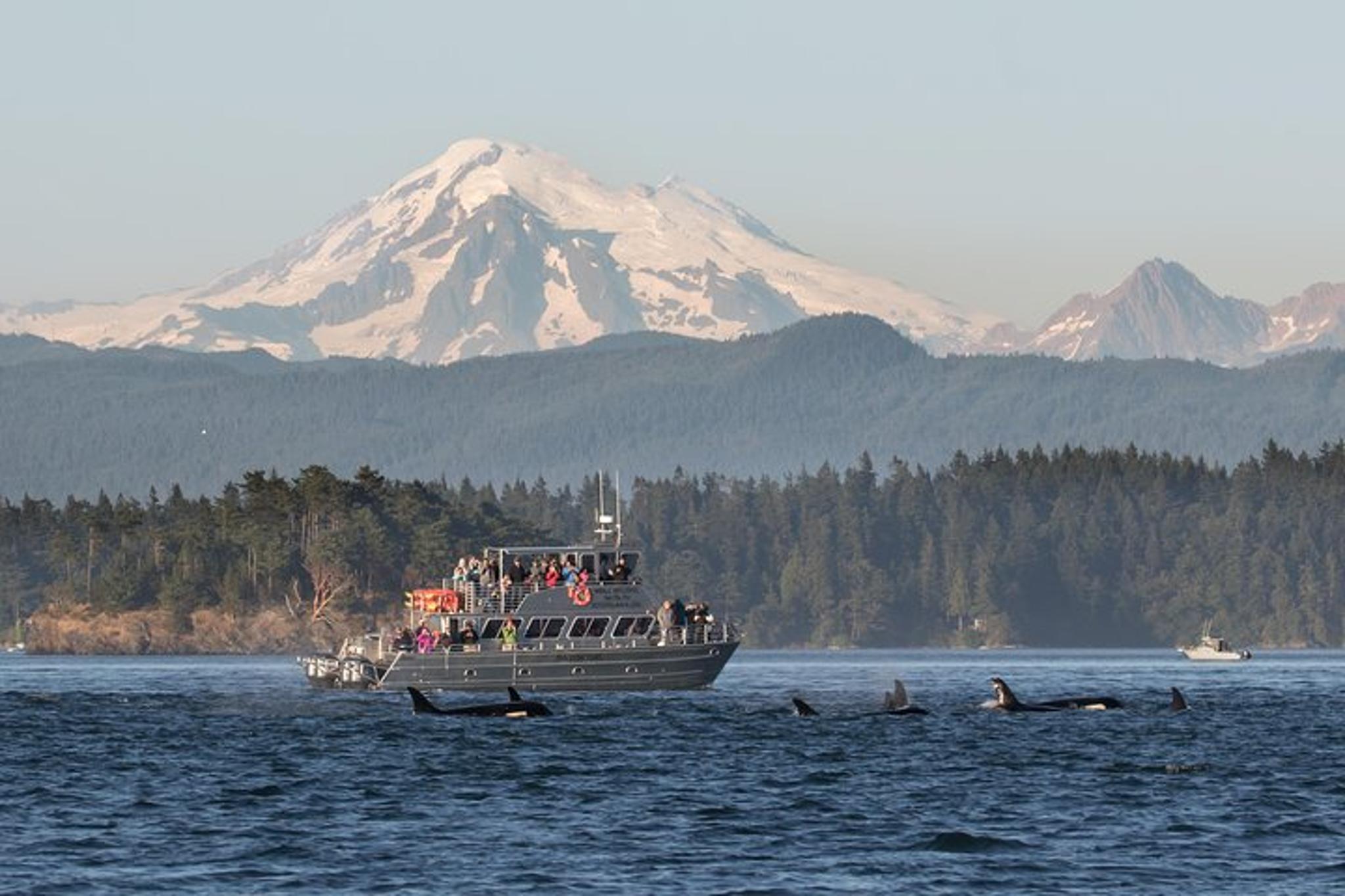 San Juan Islands Whale Watching Tour