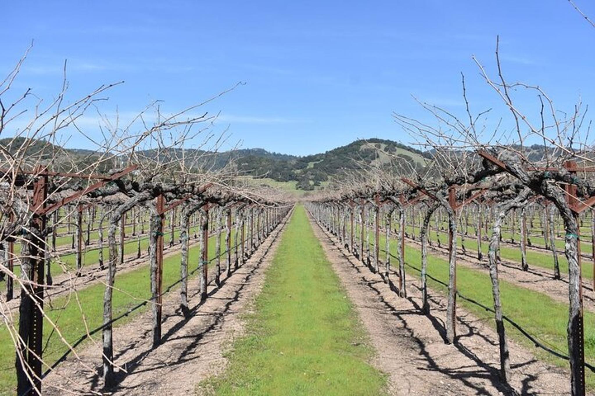 Sonoma Bike Tour with Wine Tastings 4 hr - Image 4