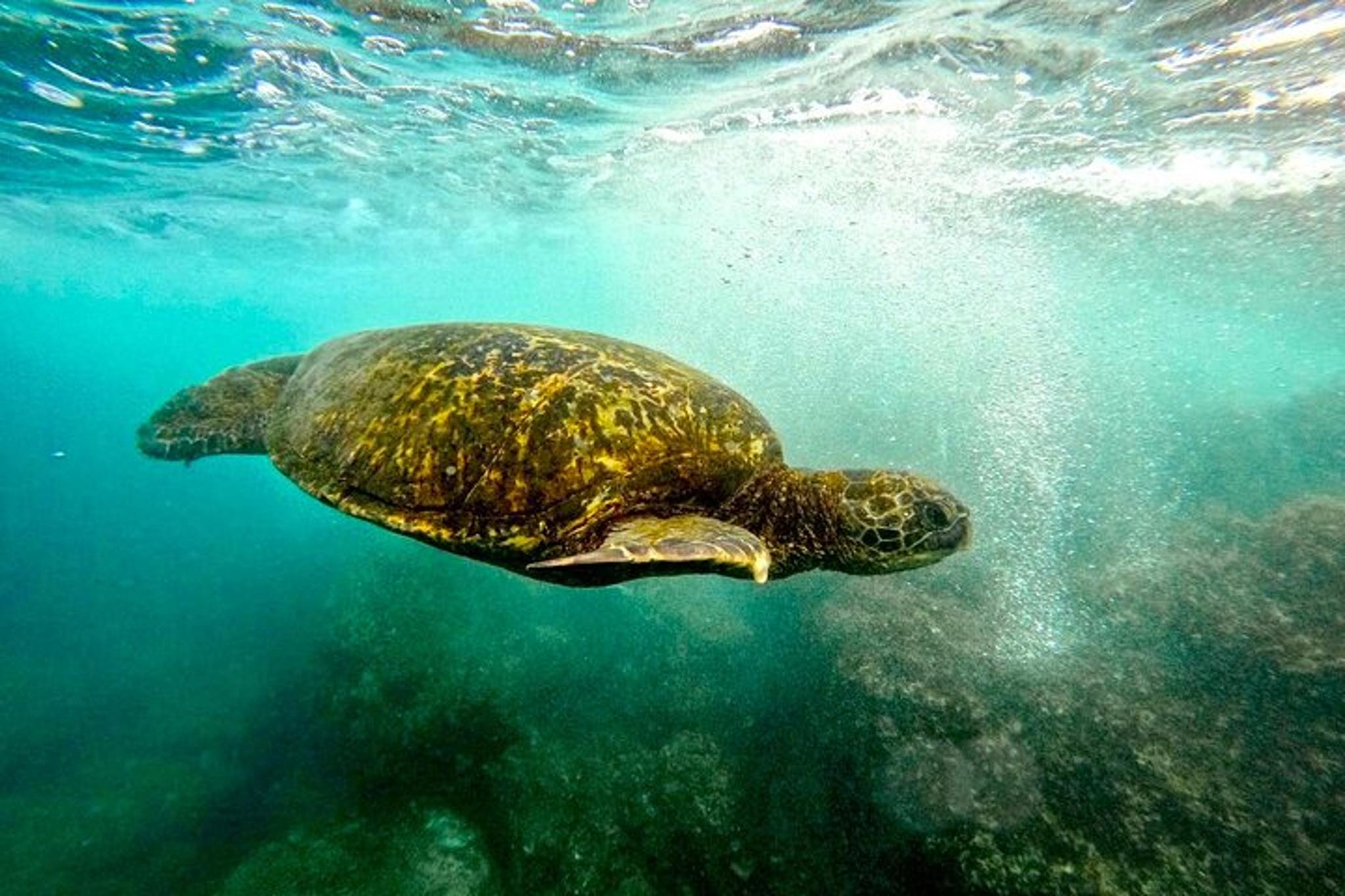 Hilo Sea Turtle Snorkel Adventure - Image 4