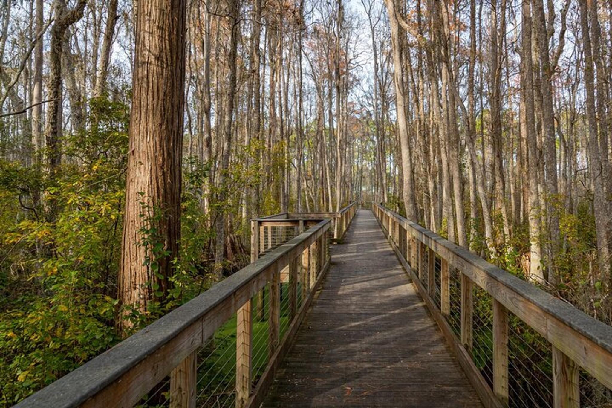 Panama City Beach E-Bike Tour - Image 3