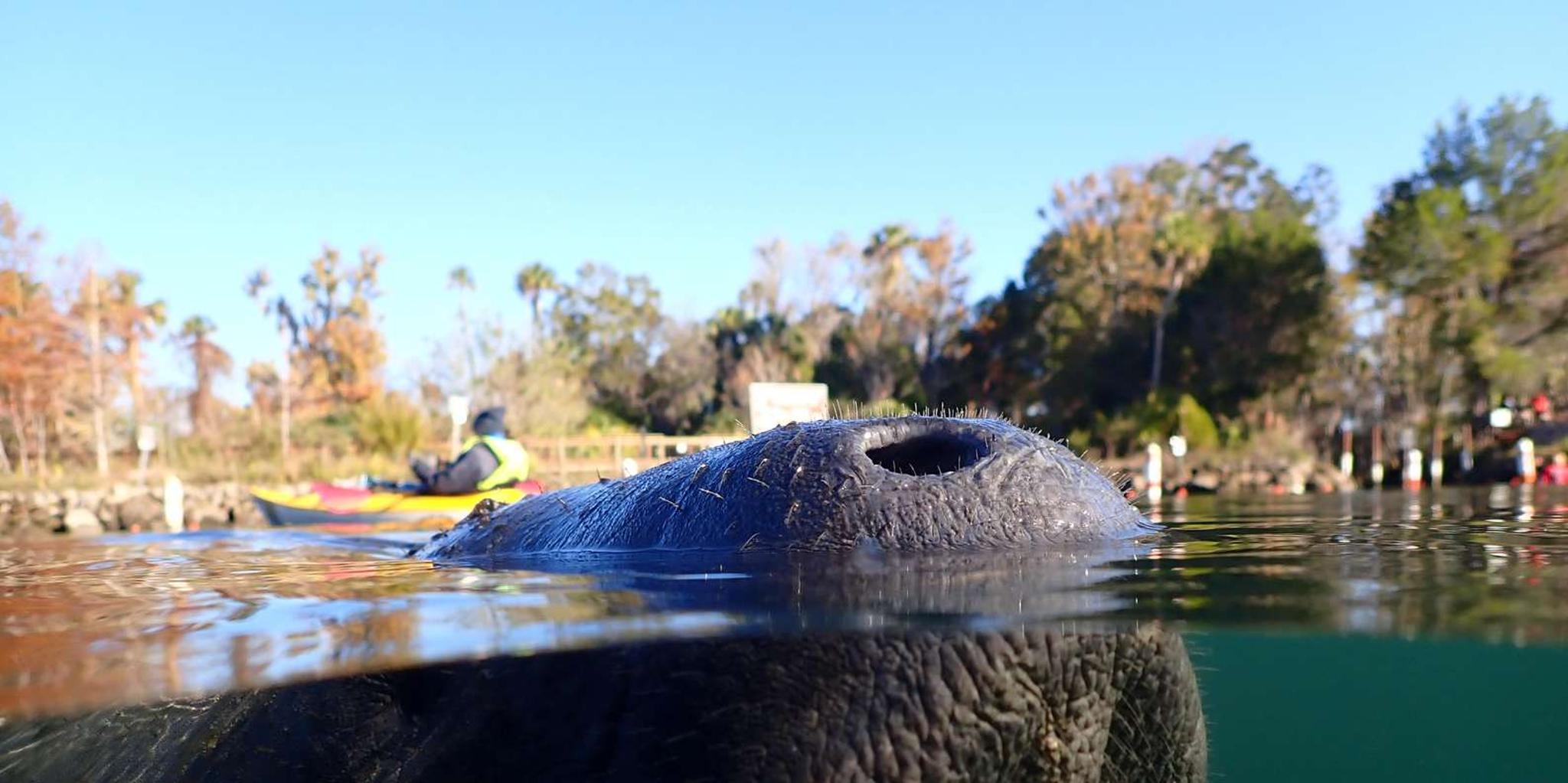Crystal River Manatee Snorkel Tour - Image 5