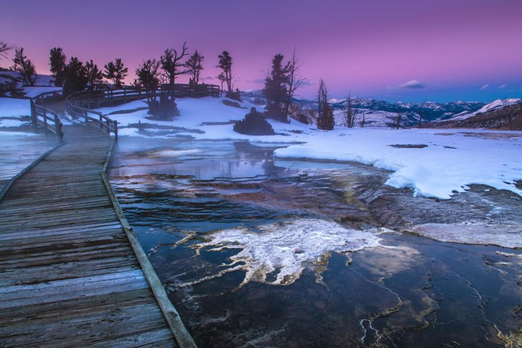 Yellowstone Wolves and Winter Adventure 4 Days - Image 6