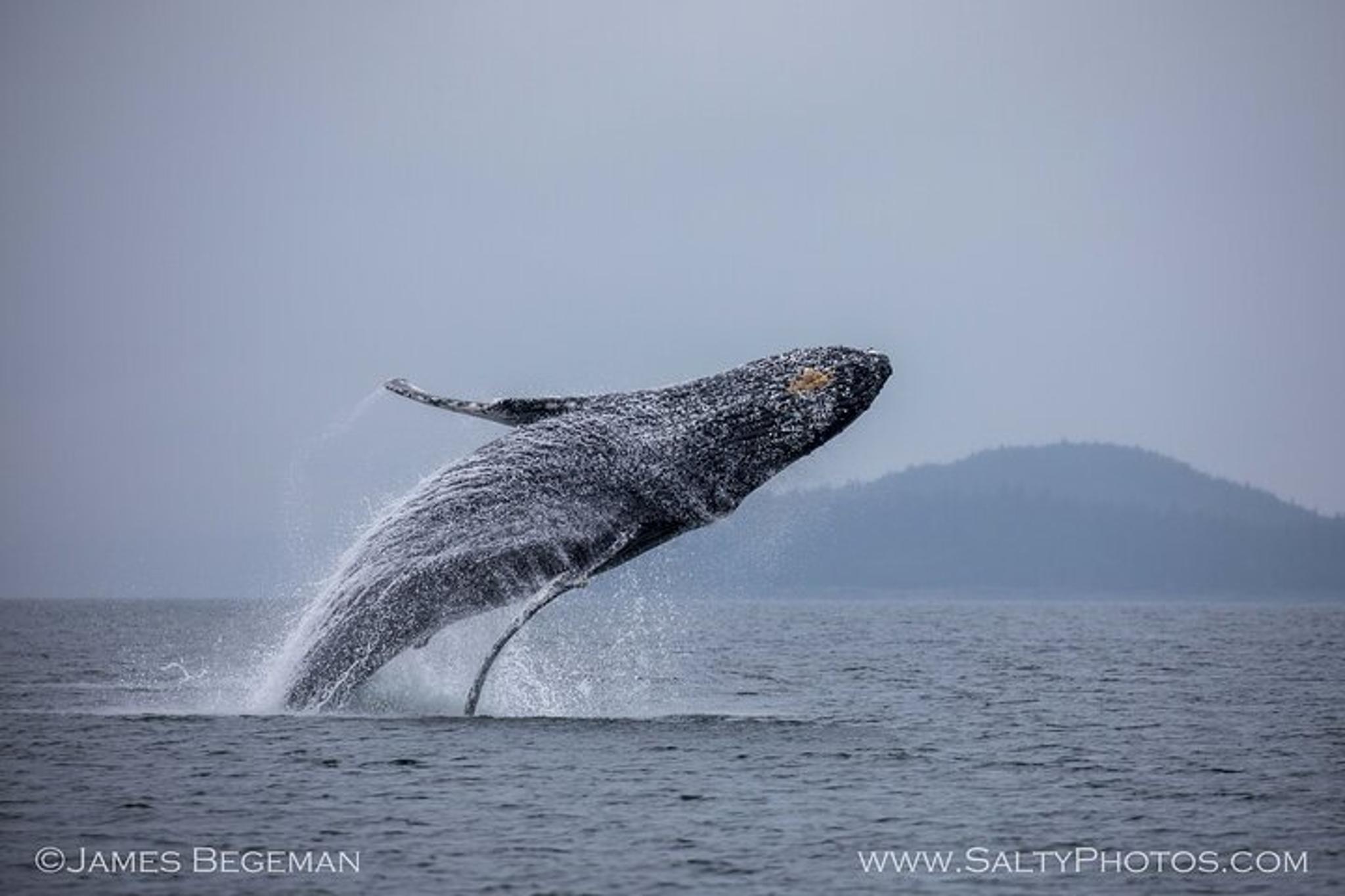 Hoonah Whale-Watching Tour - Image 4