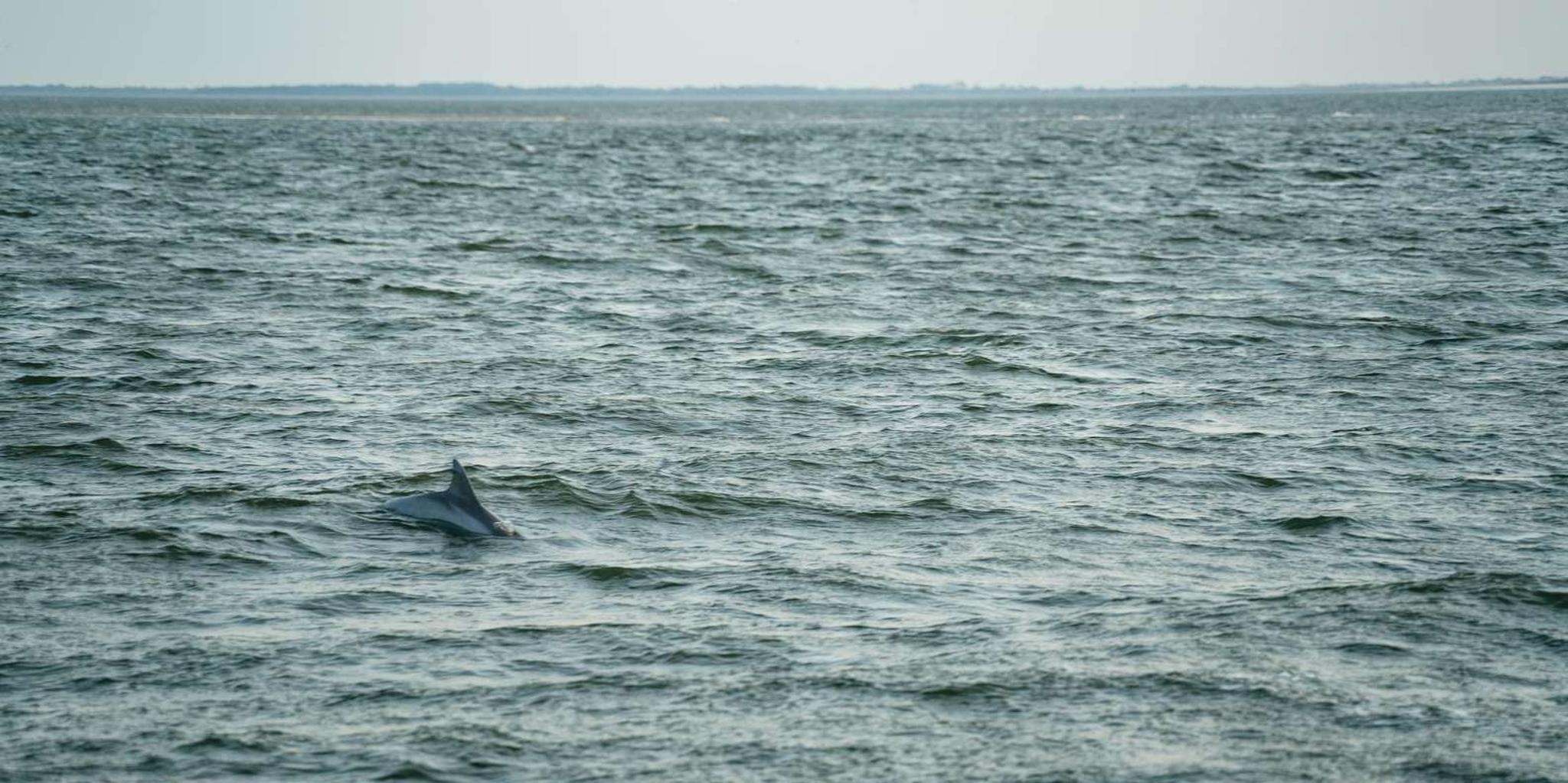 Hilton Head Sunset Dolphin Cruise - Image 2