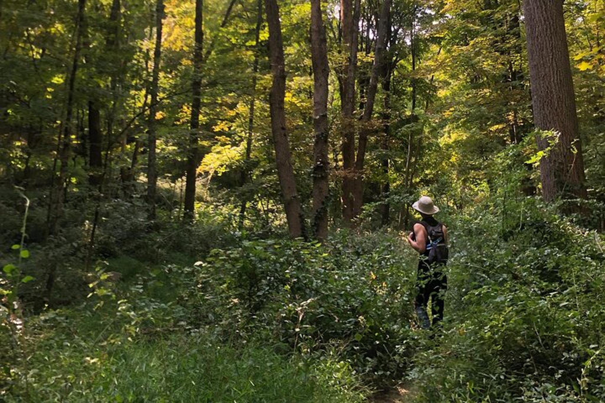 Woodland Park Forest Bathing Session - Image 6