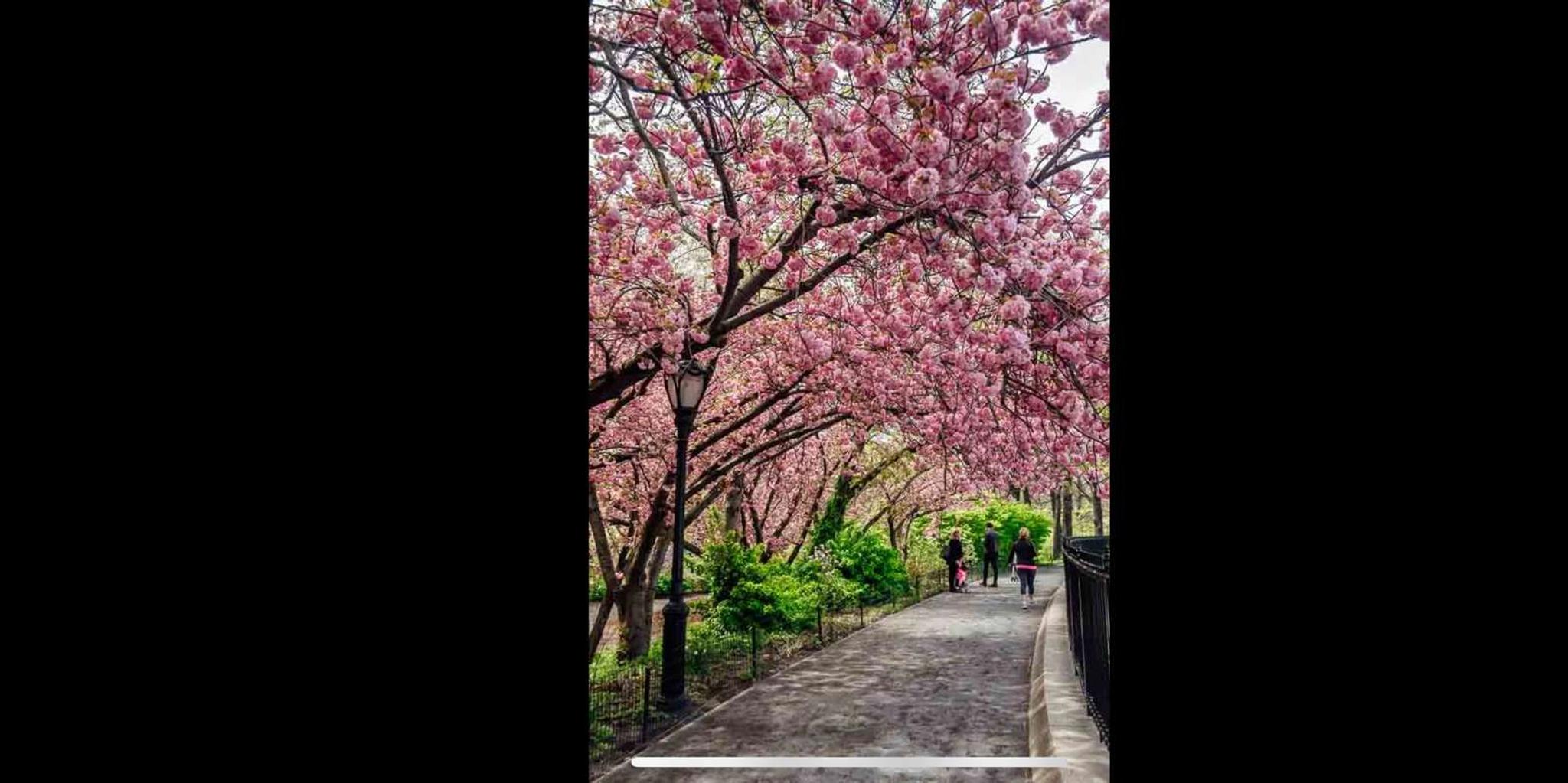 New York Central Park Rickshaw and Boat Tour - Image 2