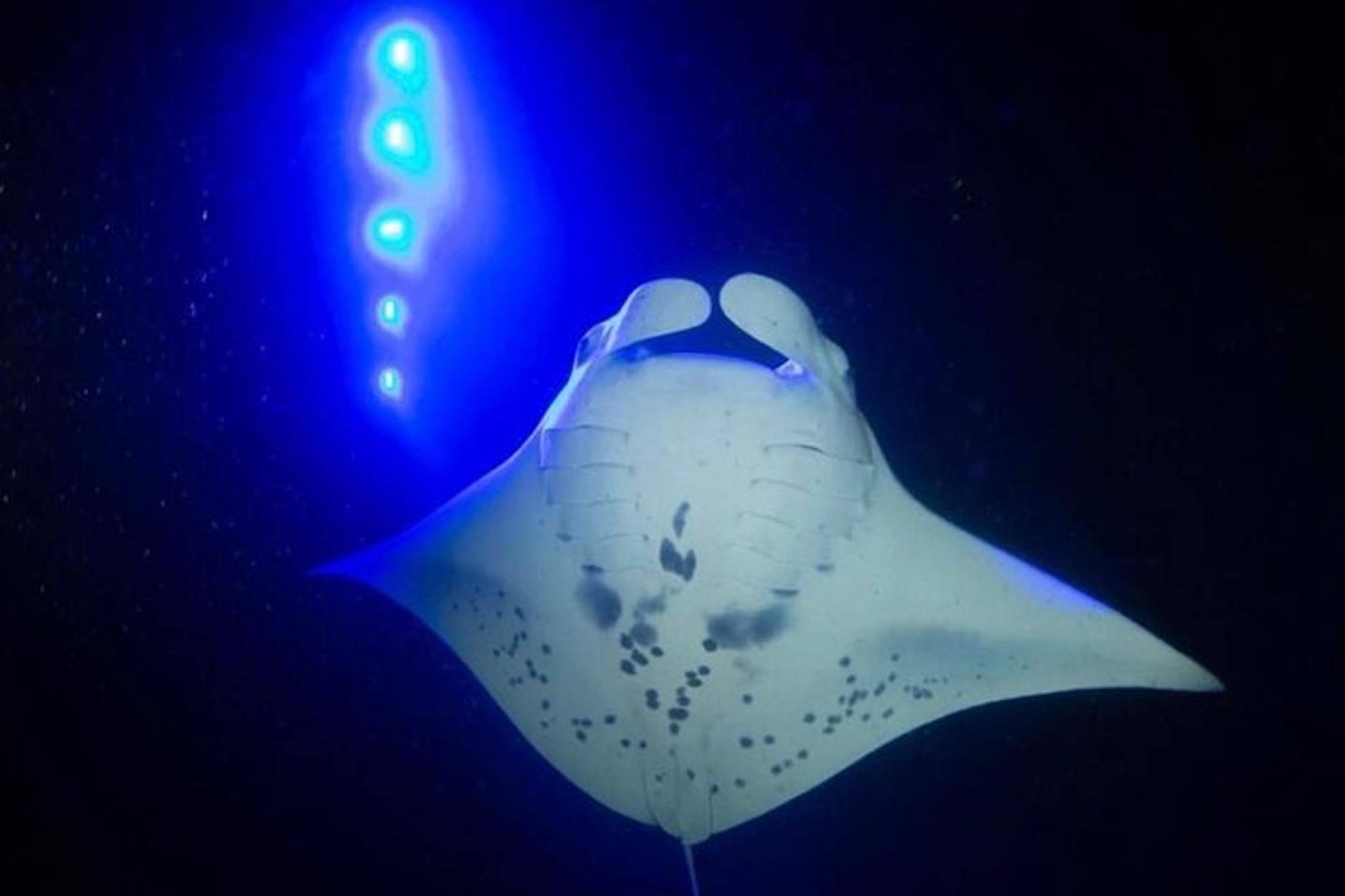 Kona Manta Ray Night Snorkel - Image 3