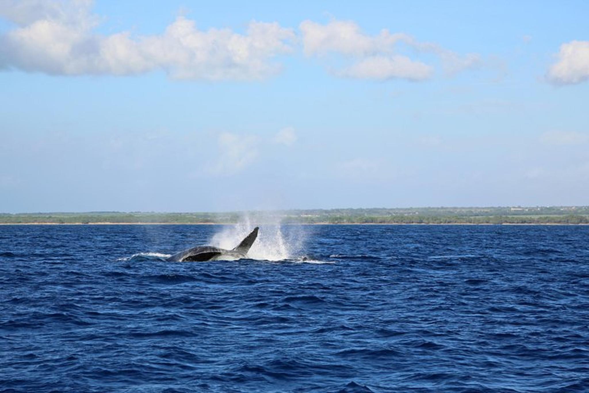 Waikoloa Whale Watching Cruise