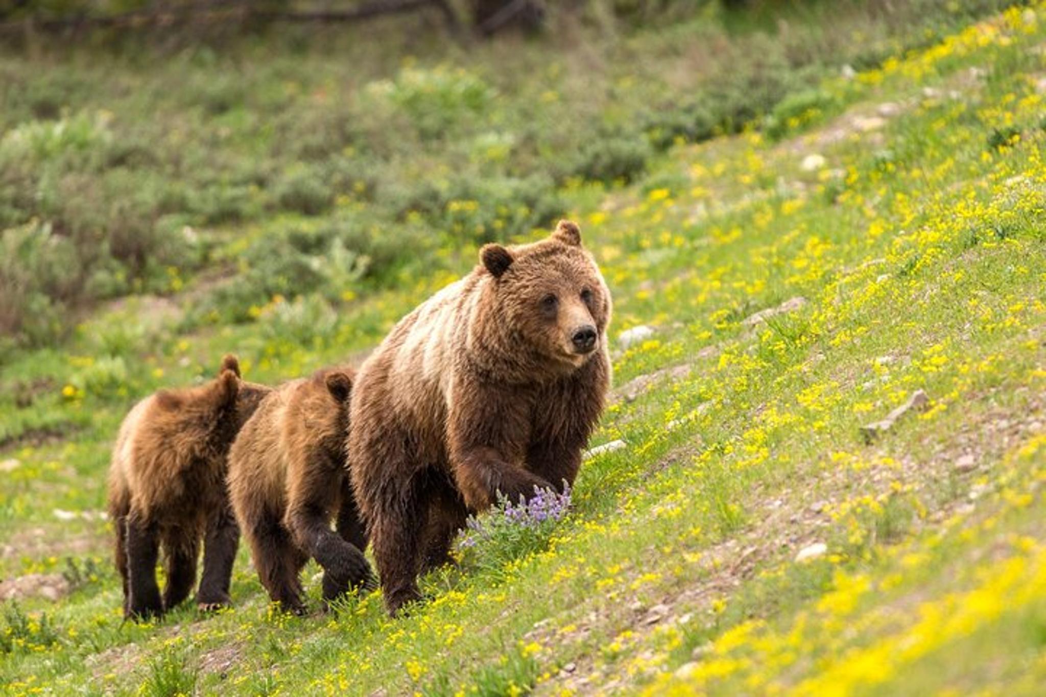 Grand Teton National Park Private Tour - Image 3