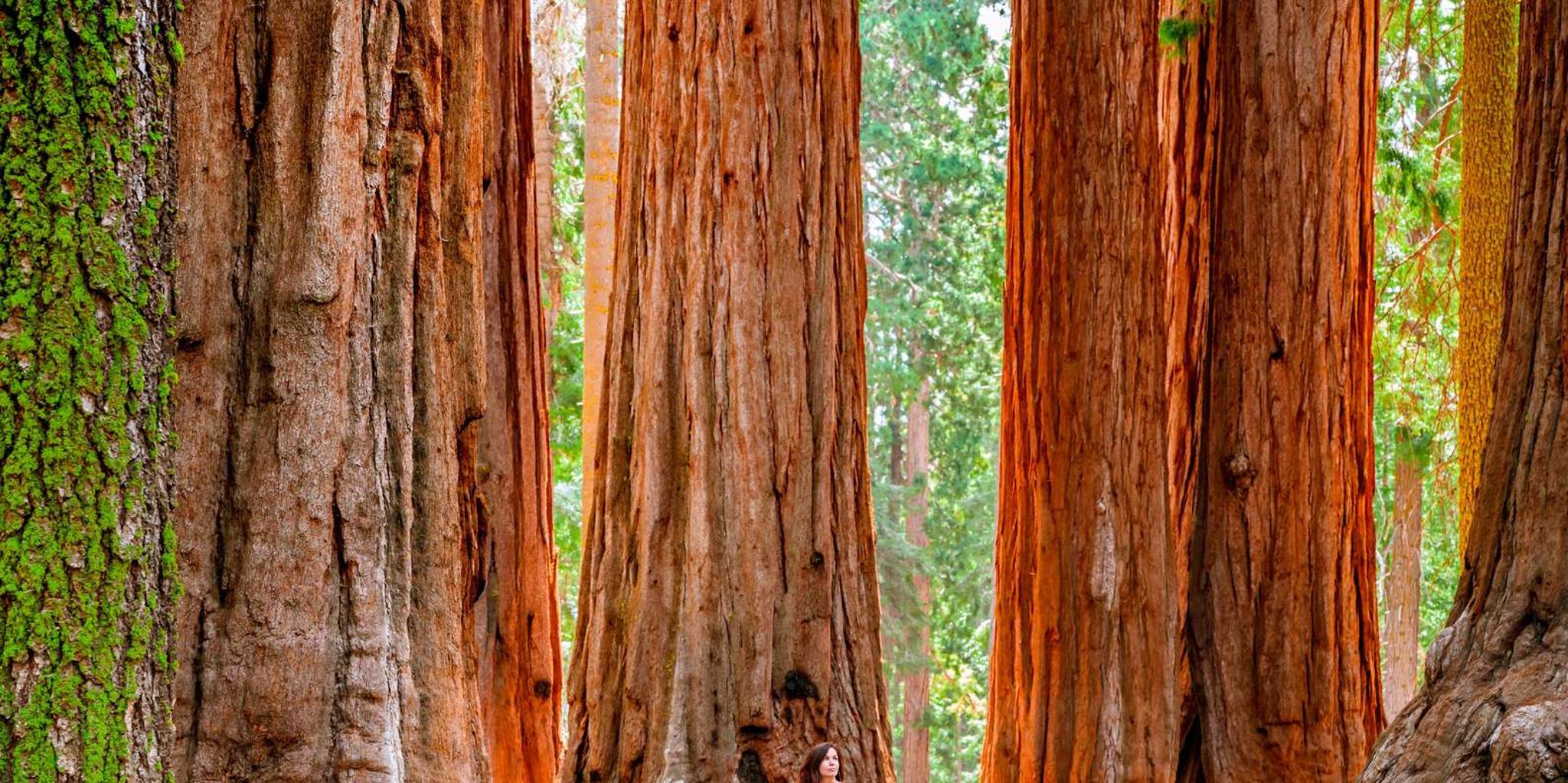 San Francisco Yosemite Giant Sequoias Day Tour