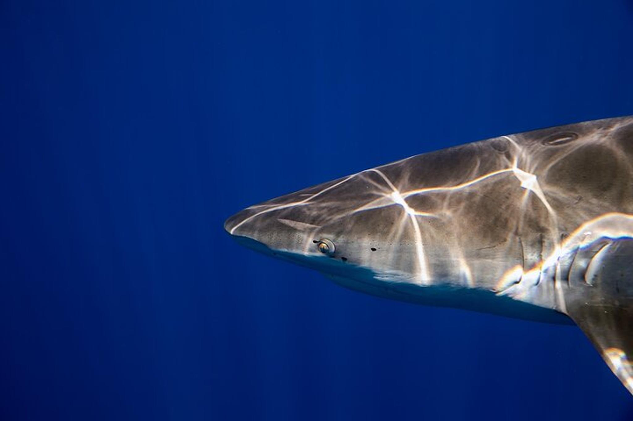 Haleiwa Shark Dive Experience - Image 6