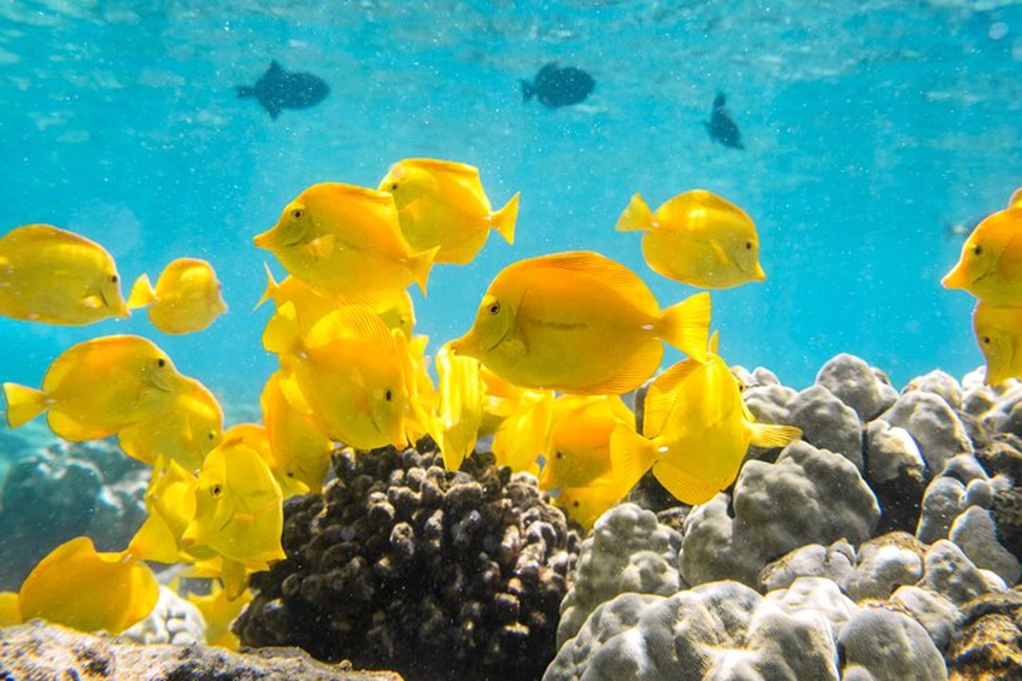 Captain Cook Snorkel Tour at Kealakekua Bay - Image 2