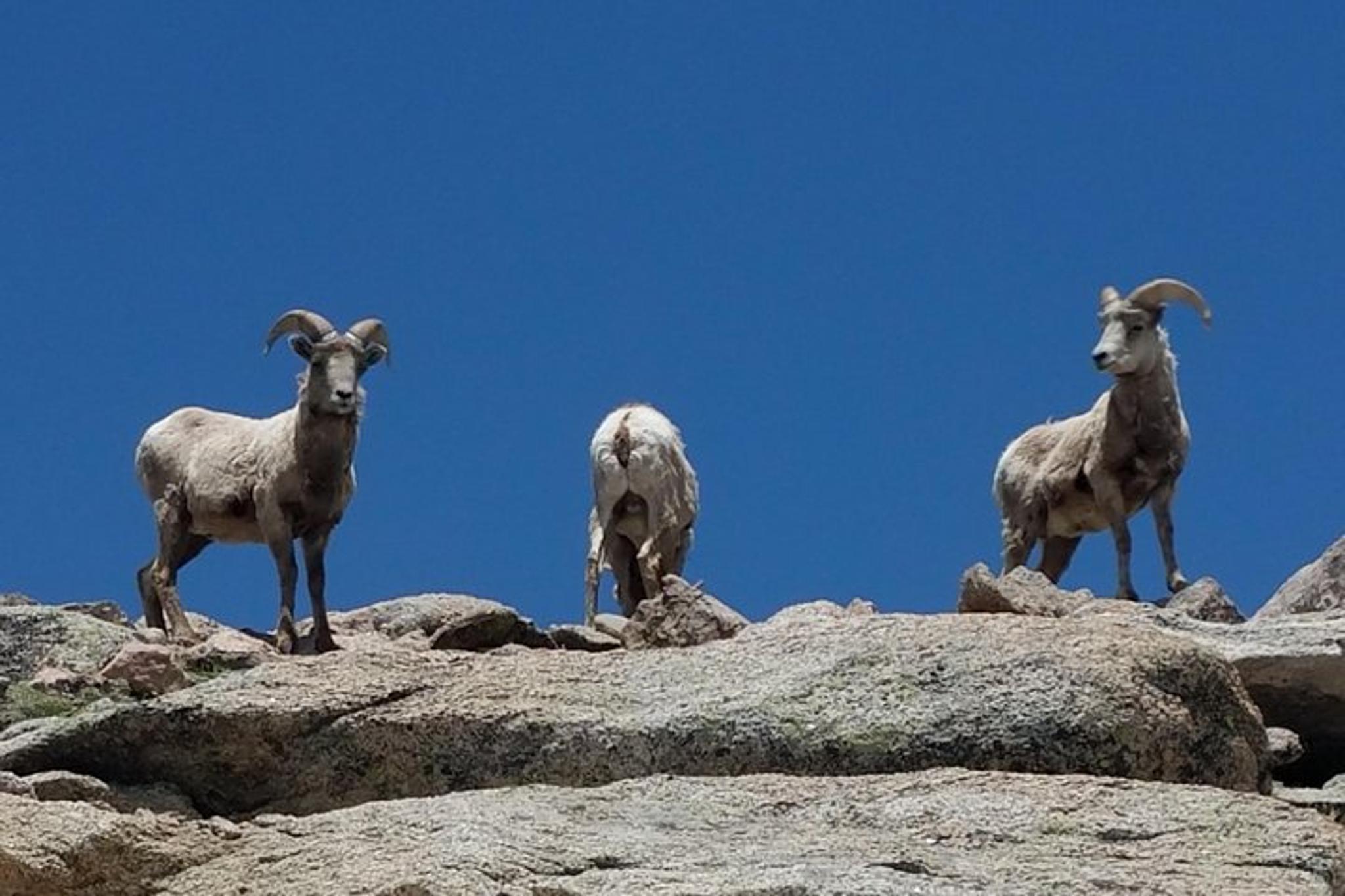 Denver Summit and Glacial Lakes Tour - Image 4