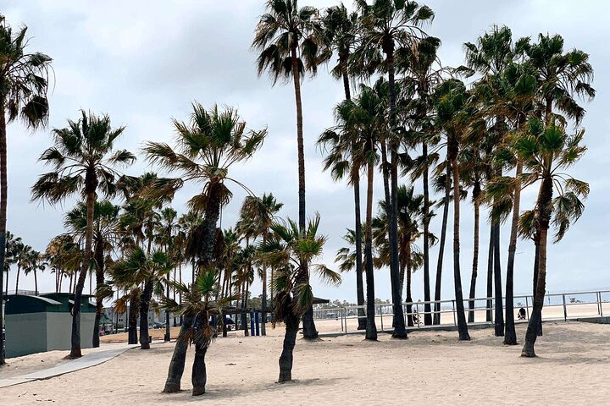 Los Angeles Bike Tour in Beverly Hills and Venice - Image 3