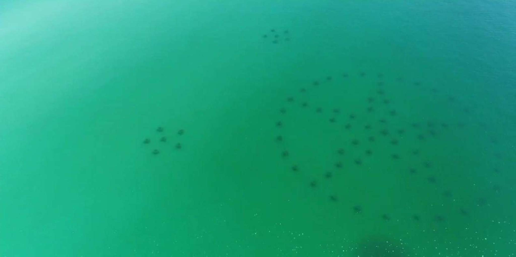 Destin Reef Snorkeling Adventure - Image 2