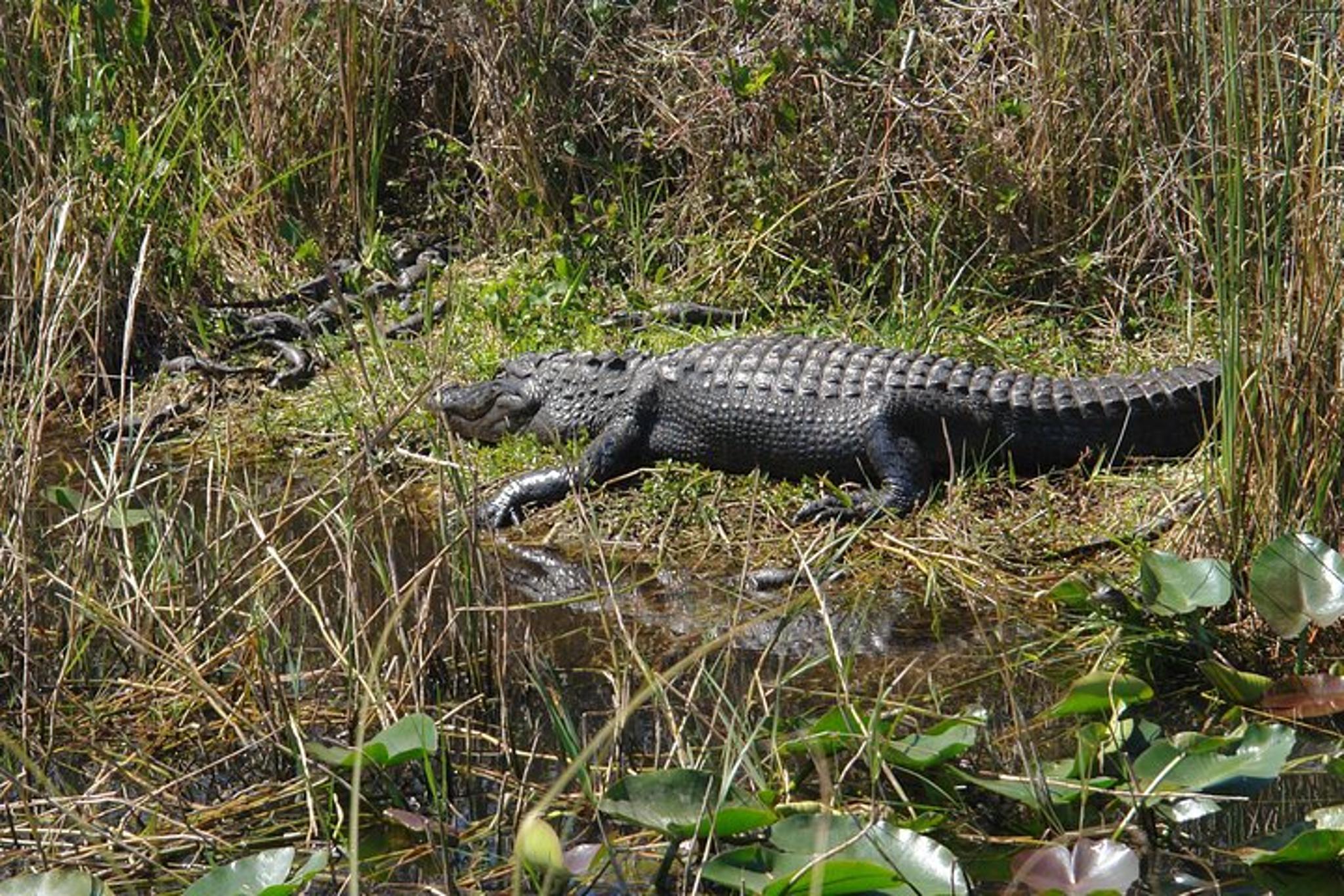 Miami Everglades Airboat Tour with Guide - Image 5
