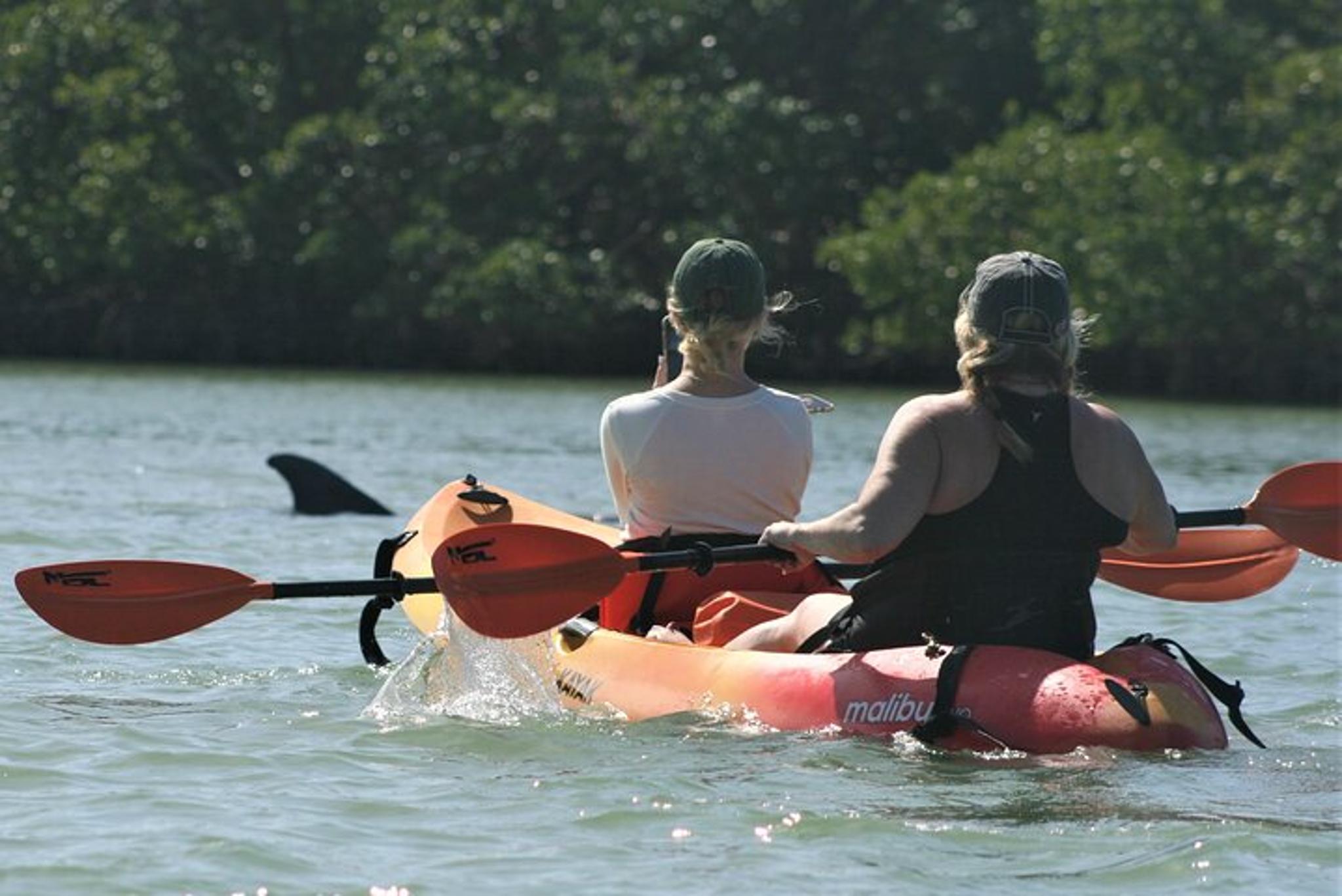 Naples Mangrove Kayak Tour - Image 5