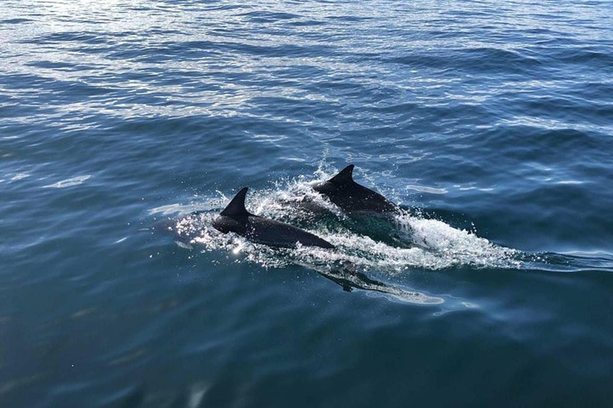 California Whale Watching and Fishing Excursion - Image 3