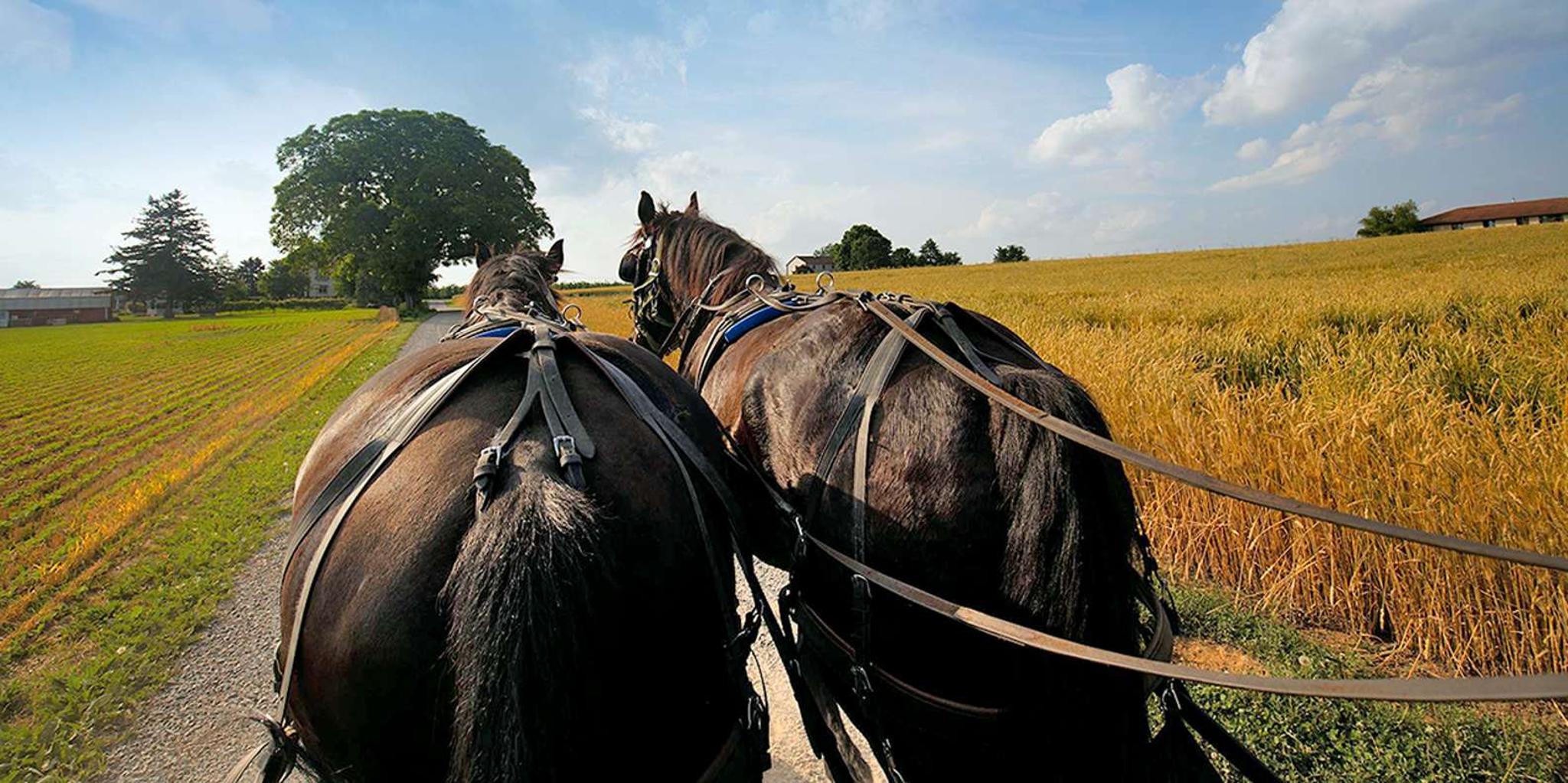 Philadelphia and Amish Country Day Trip from NYC - Image 4